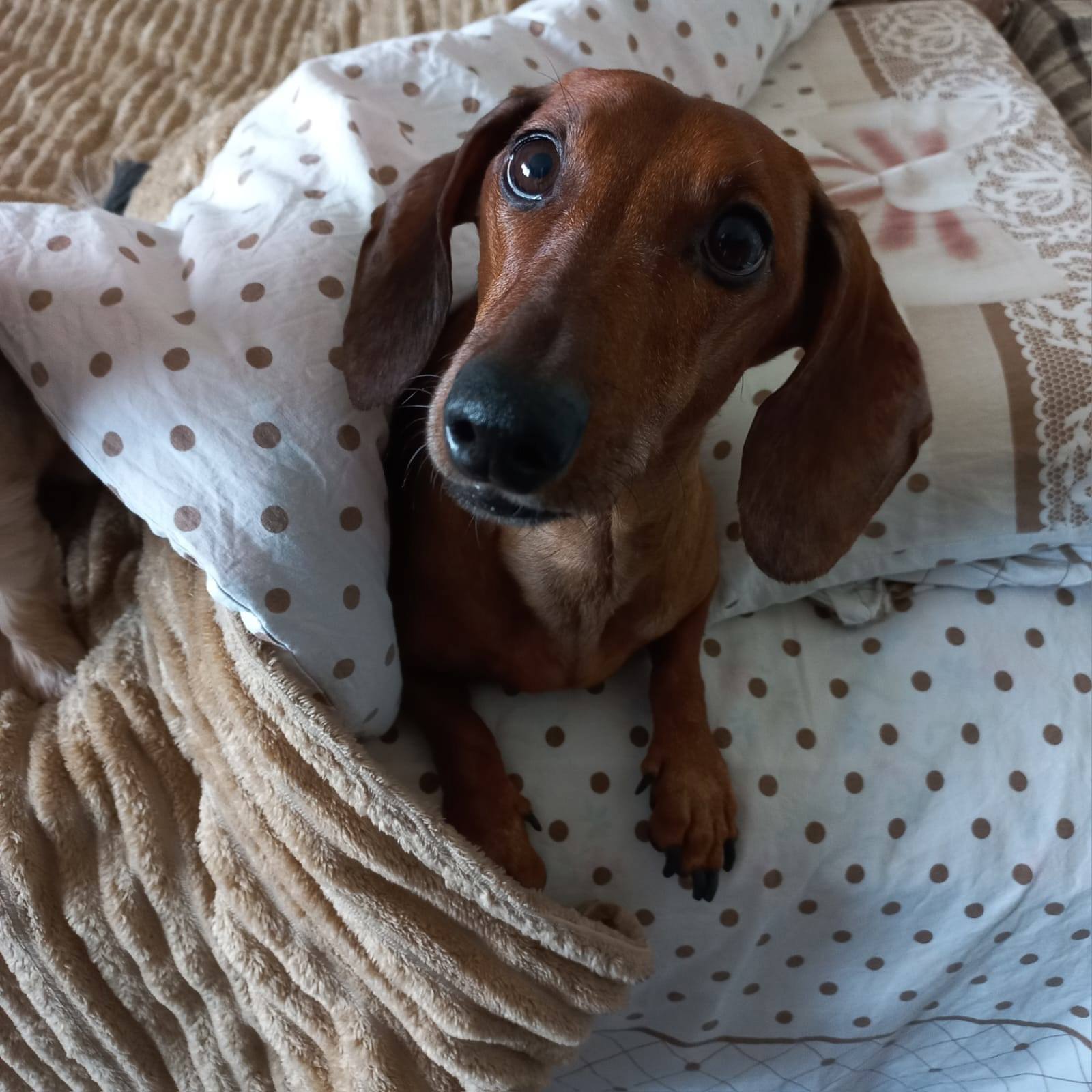 Паралич задних лап. Нужна операция!