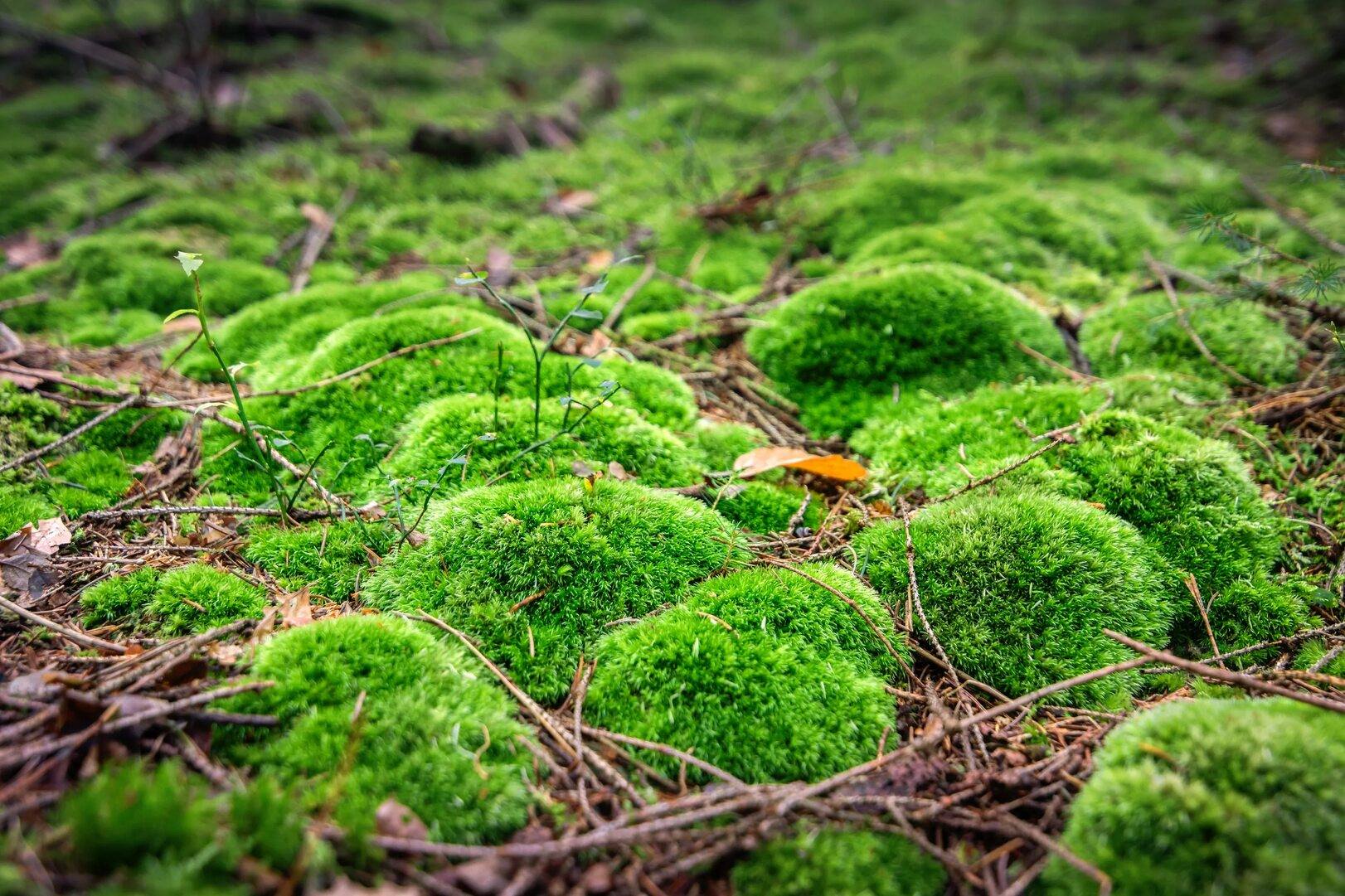 Мечтаю зажить нормальной жизнью