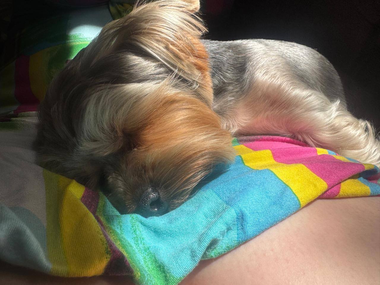 Помогите накормить собаку малышку