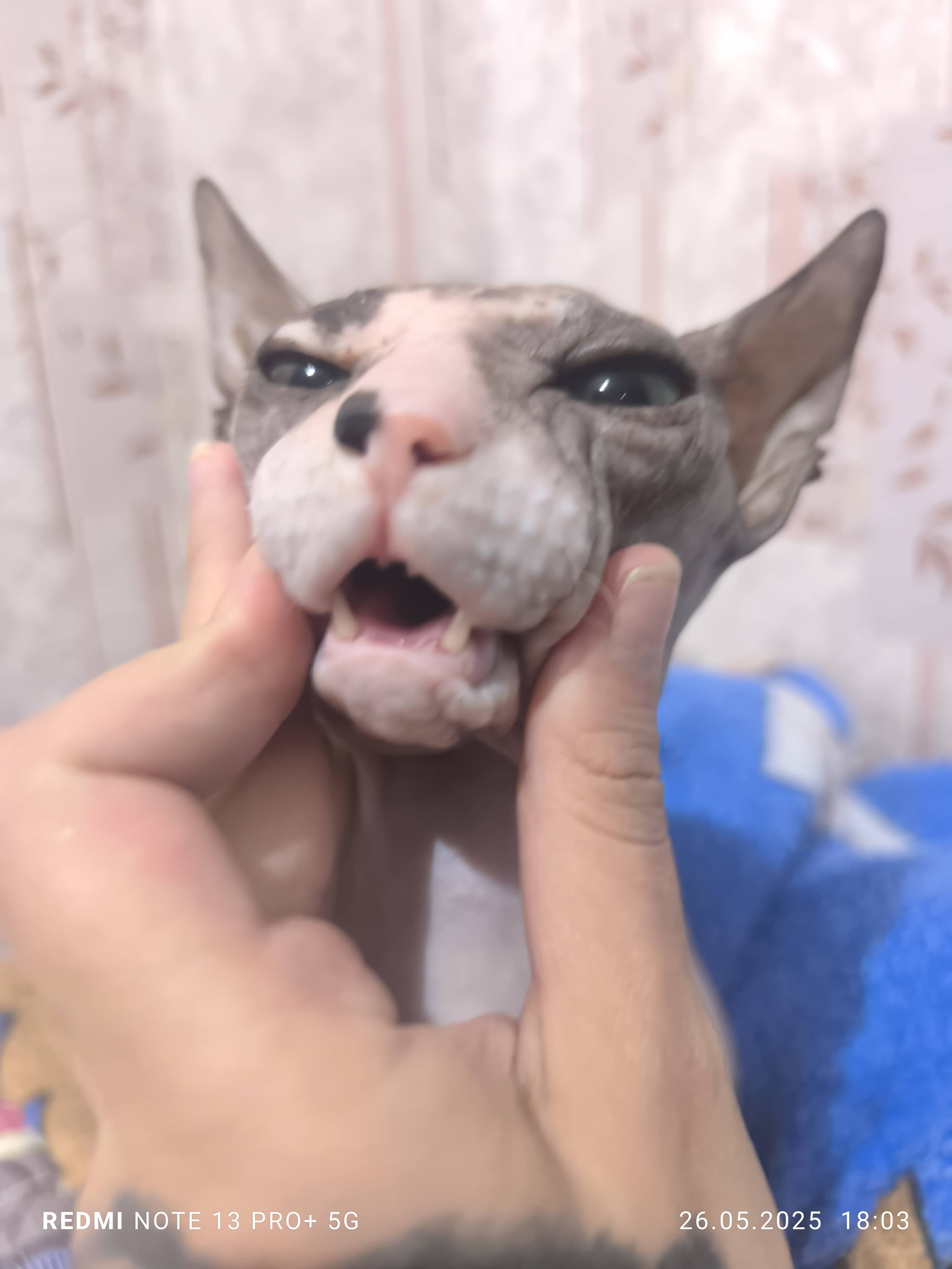 Здравствуйте, нужна помощь на продукты , и на лече