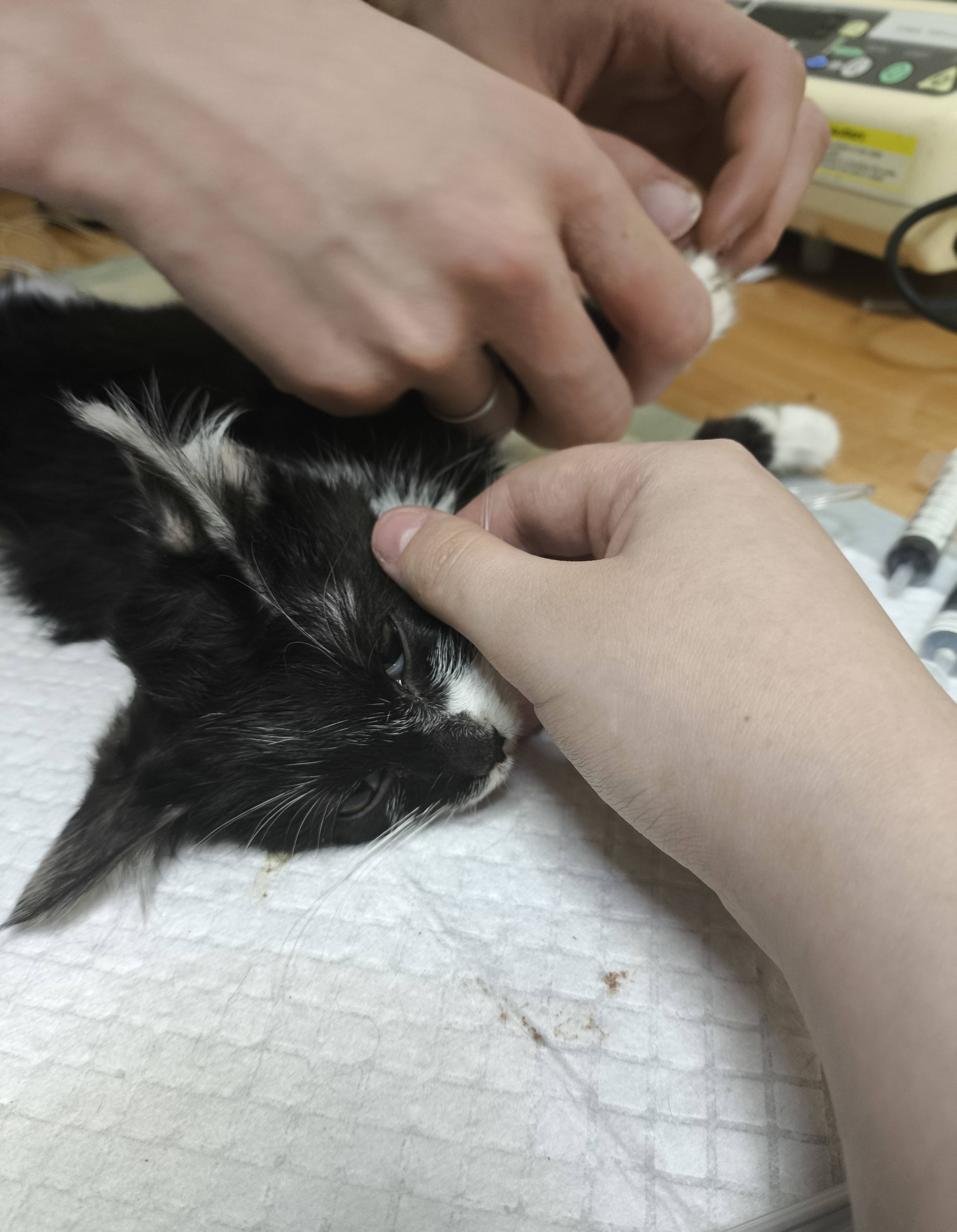 Хочу помочь котенку и выплатить кредит за учебу