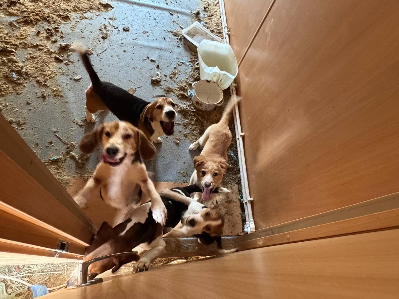 Помощь собакам - забрать из ада.