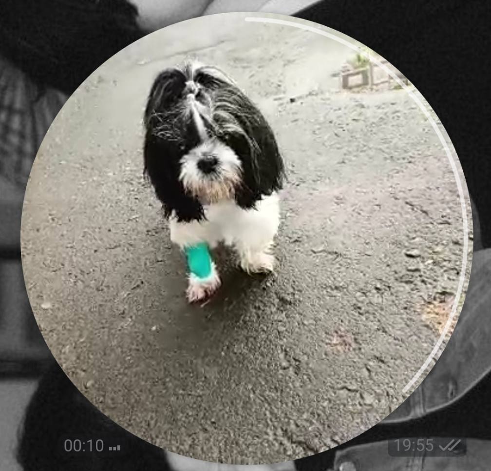 хочу спасти своего лучшего друга - питомца Лару!