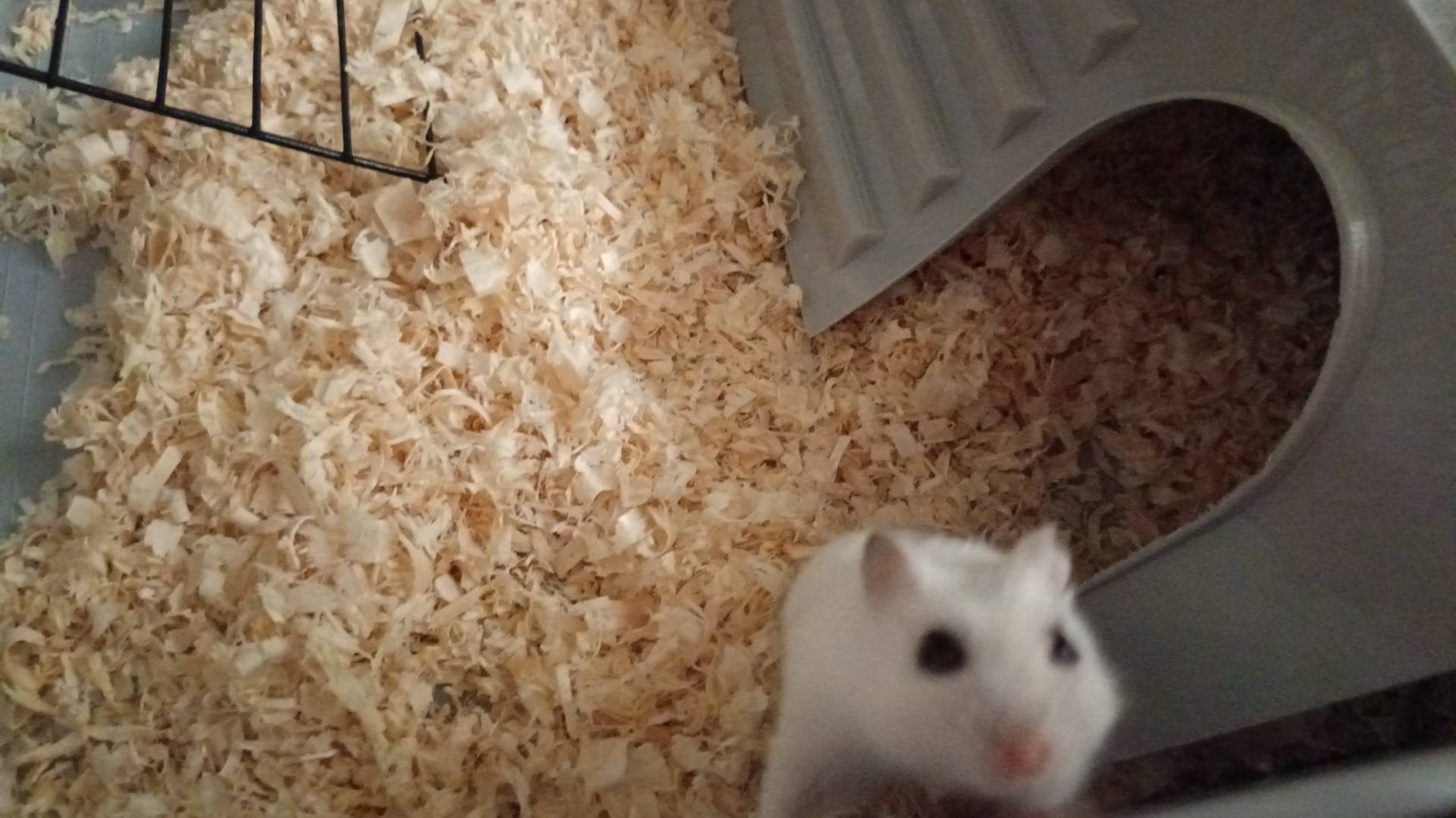 Денежные средства на продукты и оплату квартиры