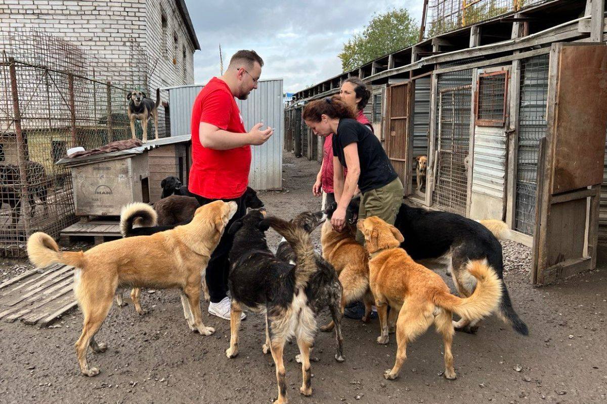 Помогите котикам и собачкам, приюту для животных.