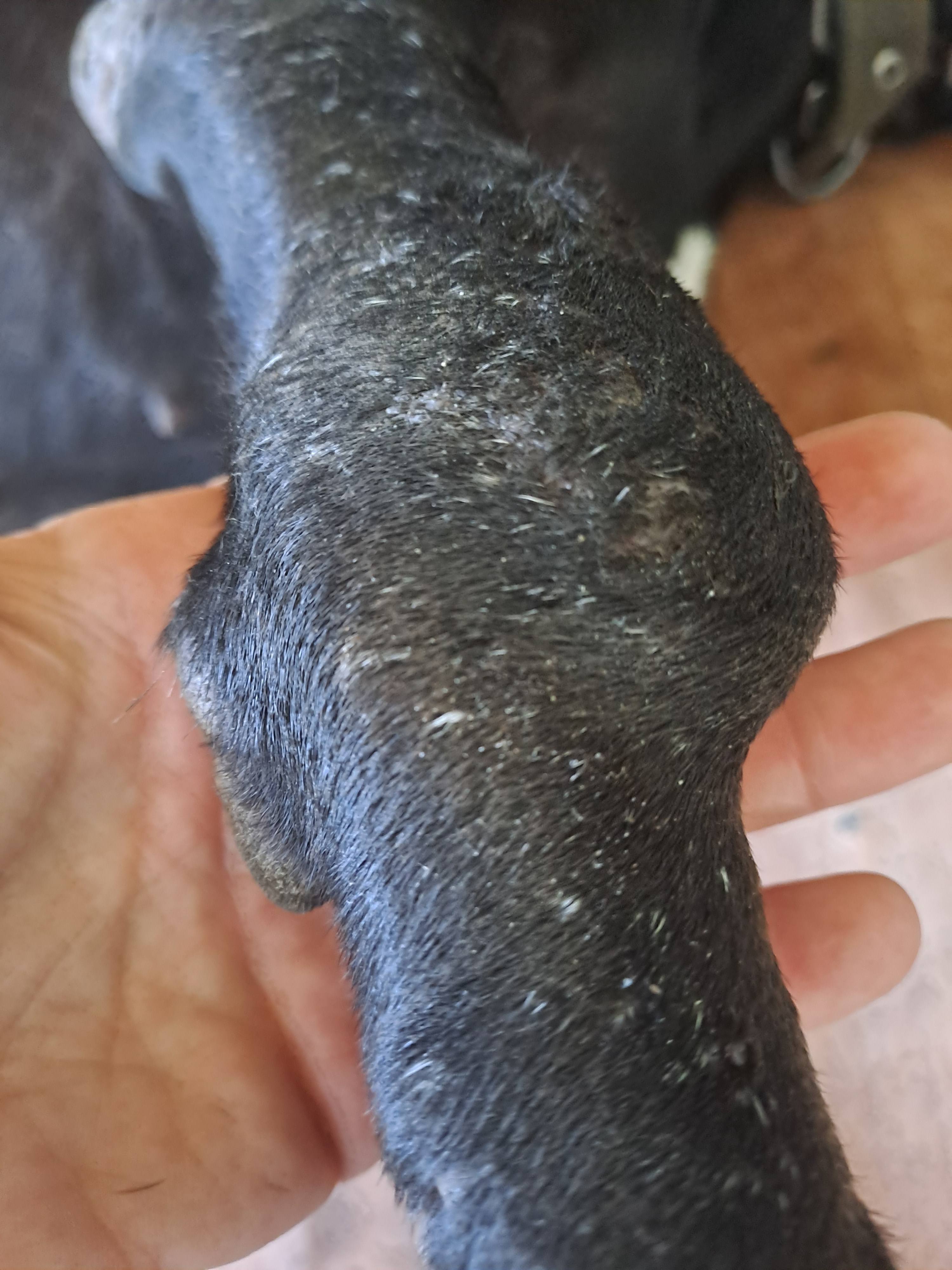 Нехватает на лечение и опнрацию лапы собаки