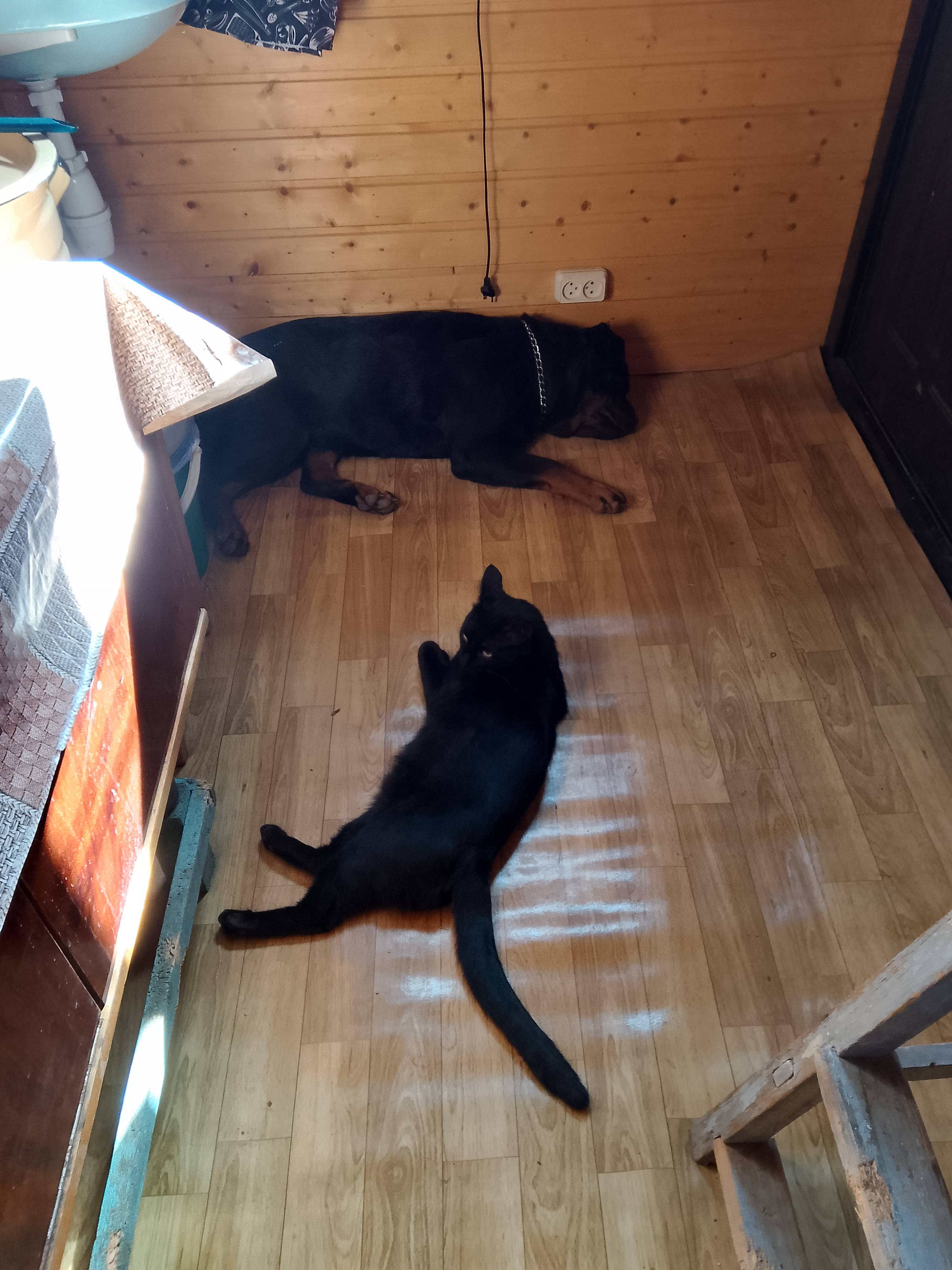 Помогите накормить собаку и кота