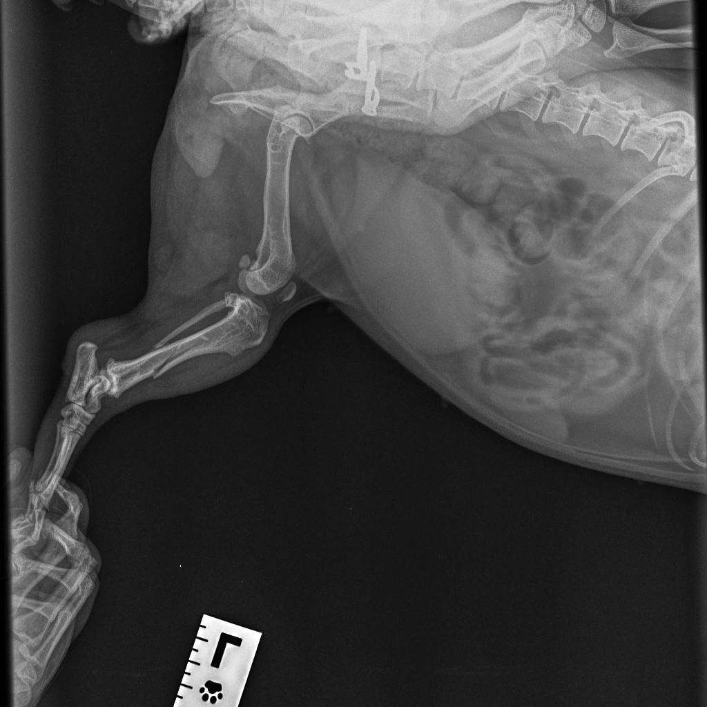 Собака, займ