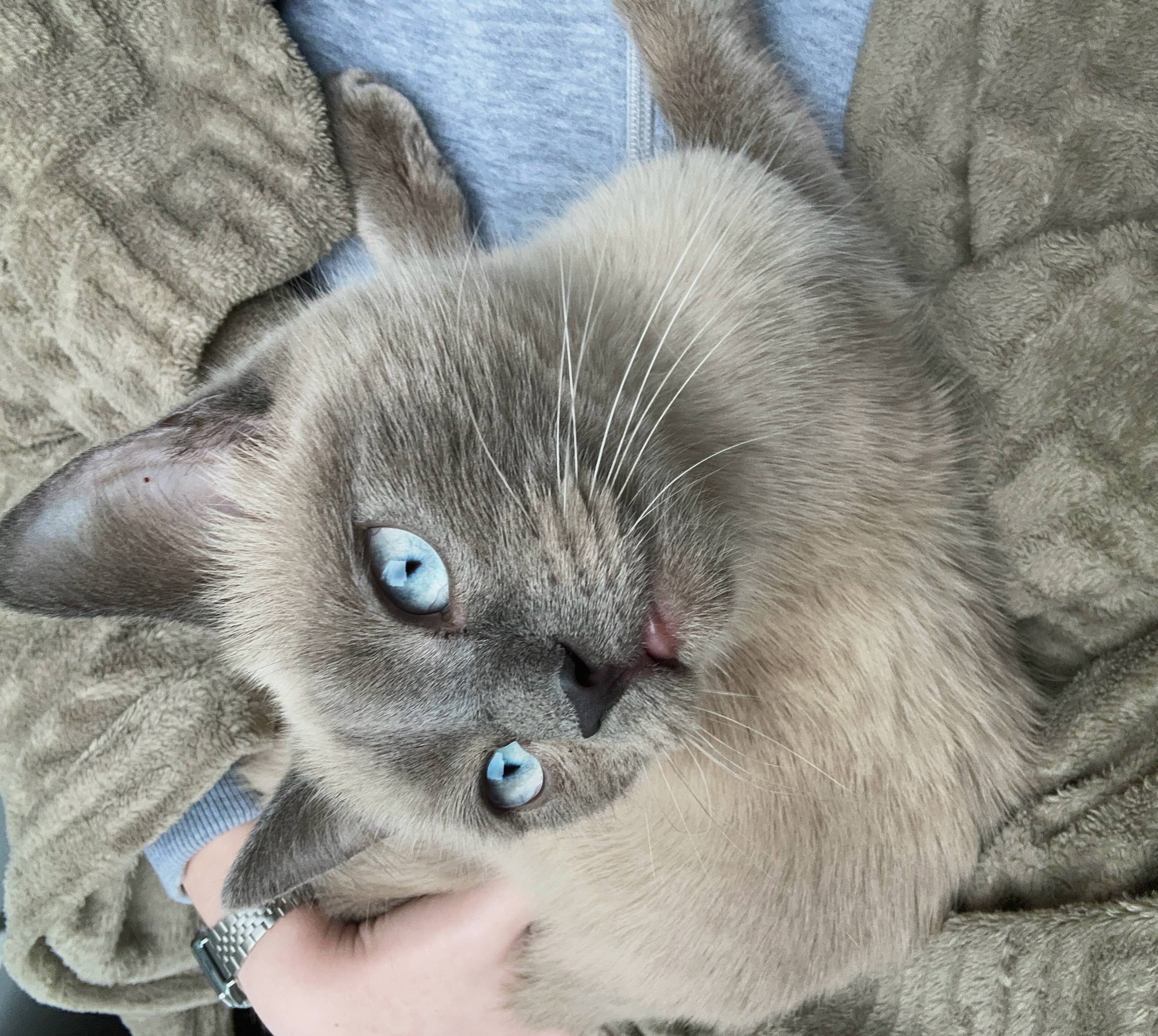 Помогите собрать деньги на операцию котику Дымку