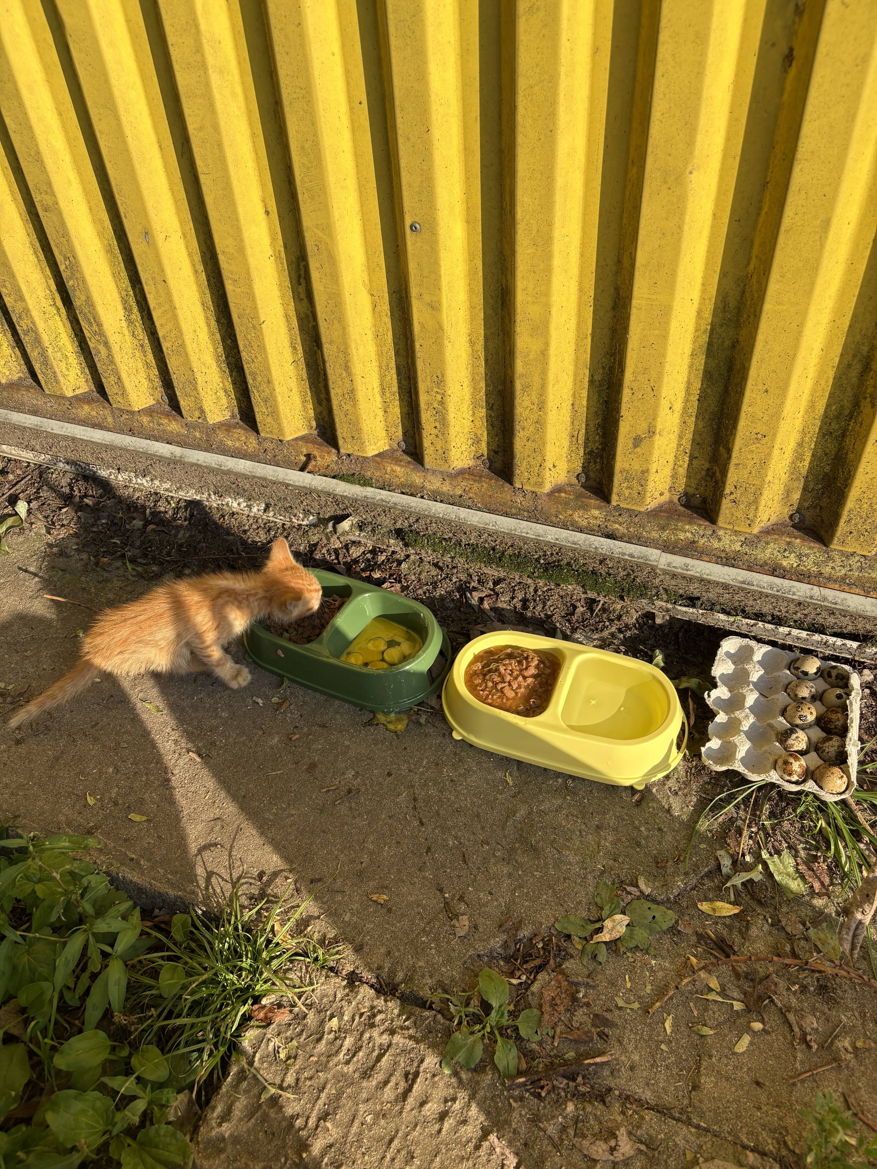 Нужна помощь для кошек