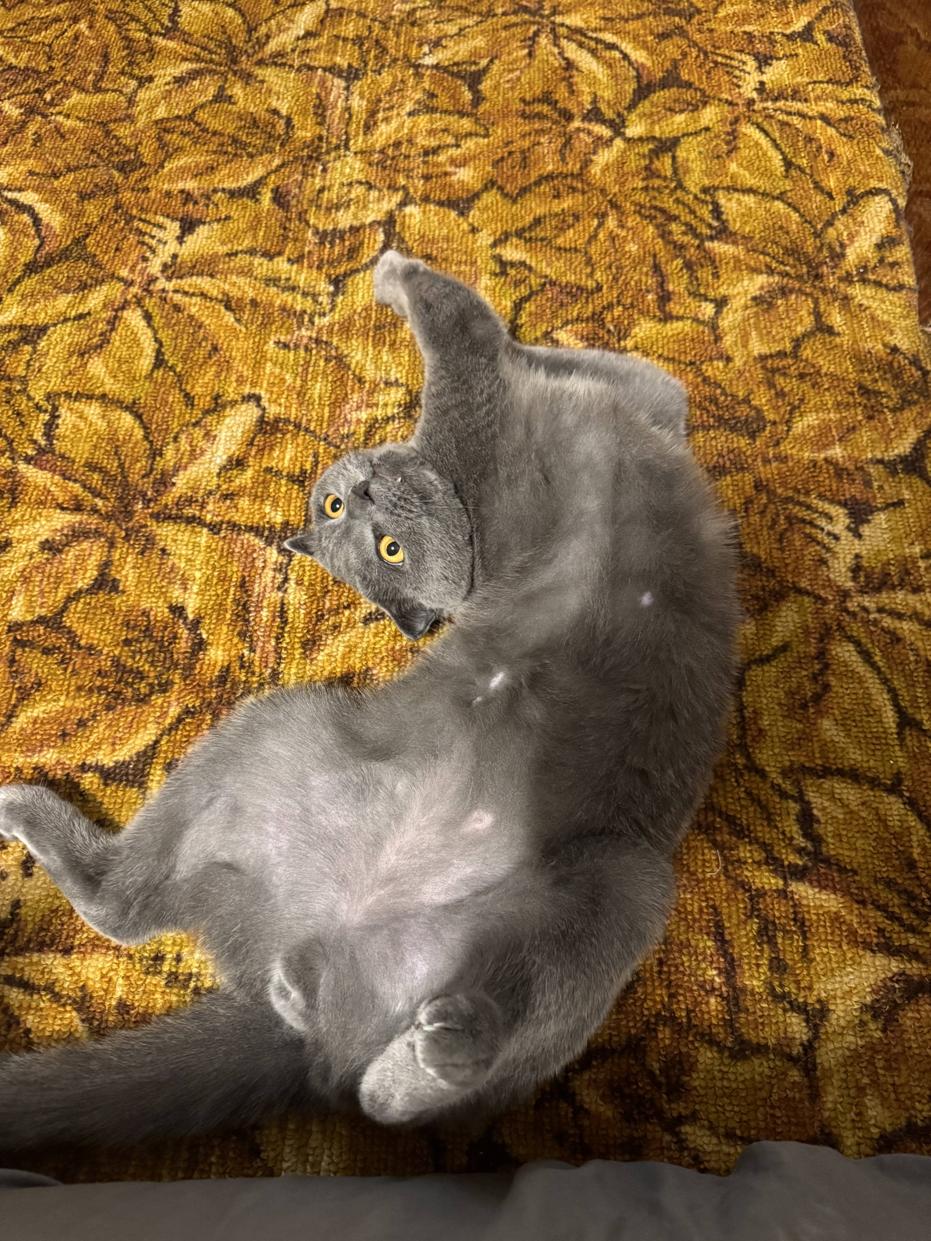 Помогите купить корм коту