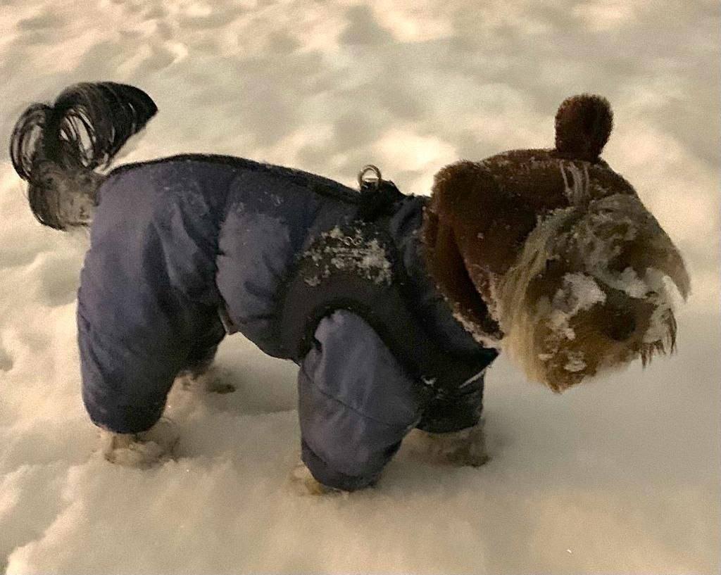 коплю на операцию своей собаке