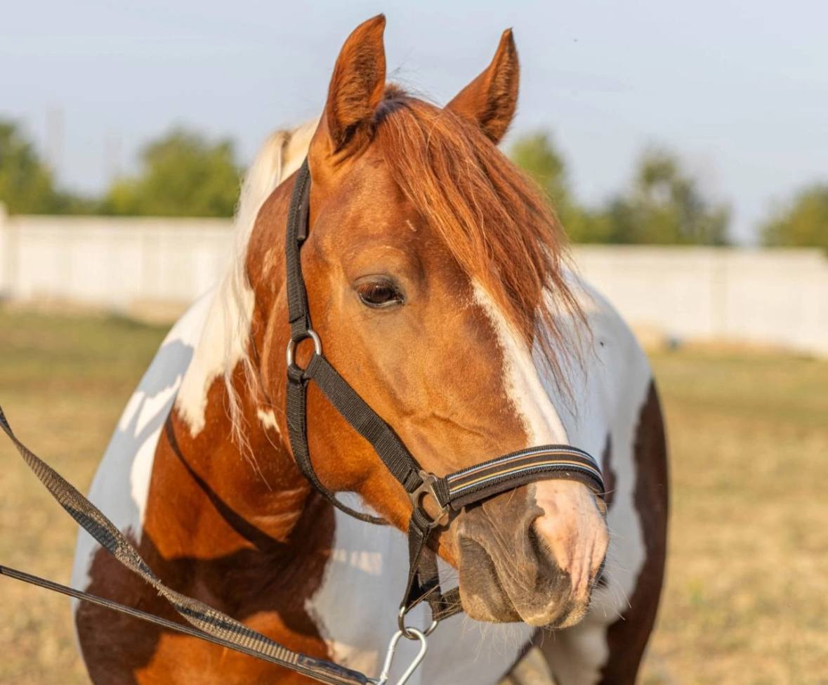 Мечтаю о лошади