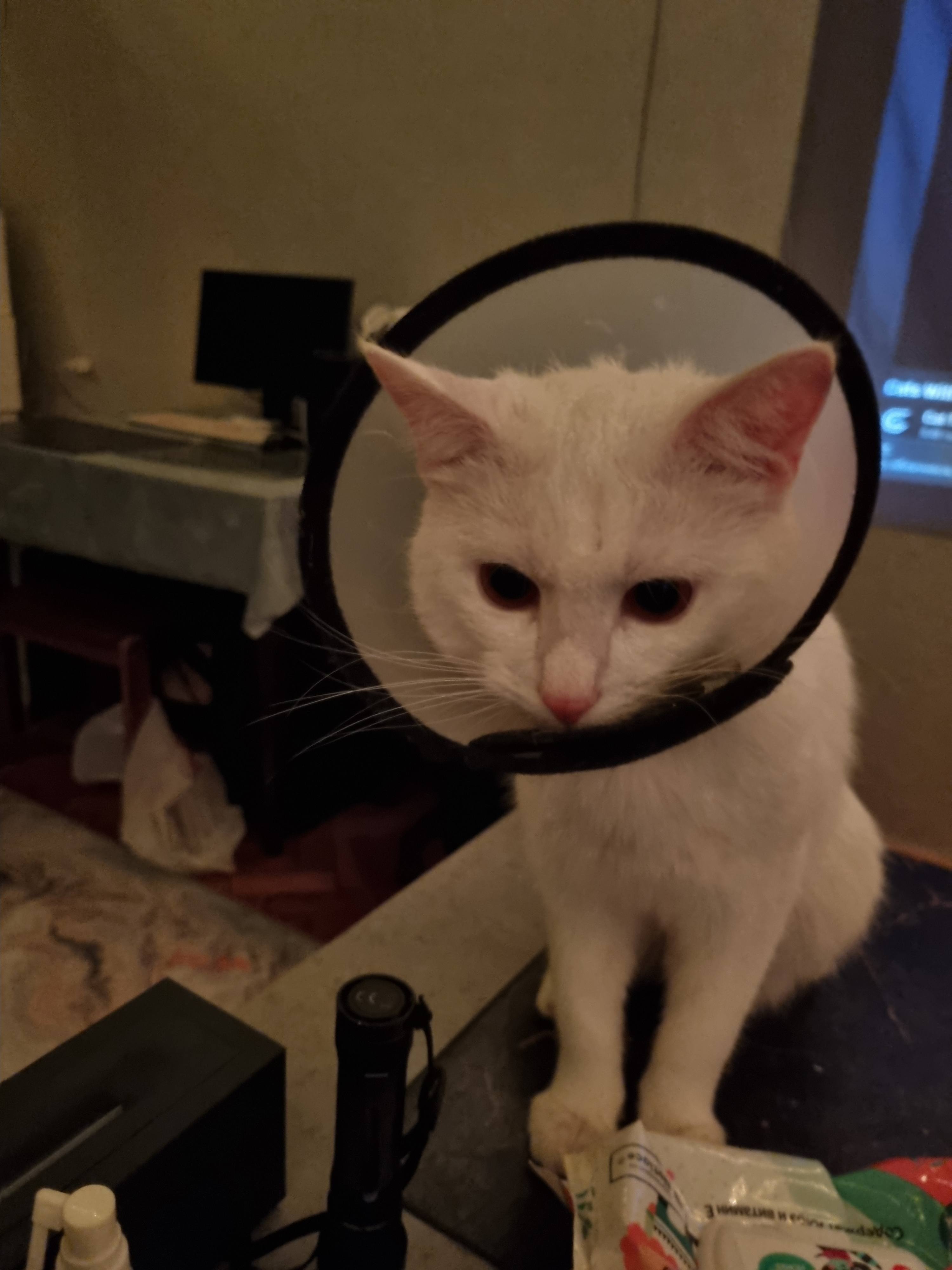 Помогите спасти моего сына(котика) Масика