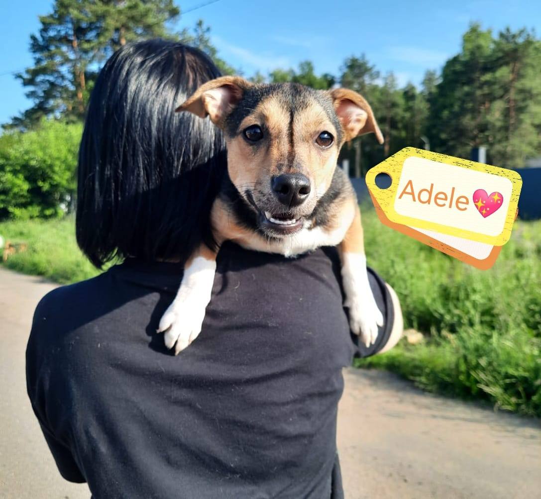 Помощь бездомным животным