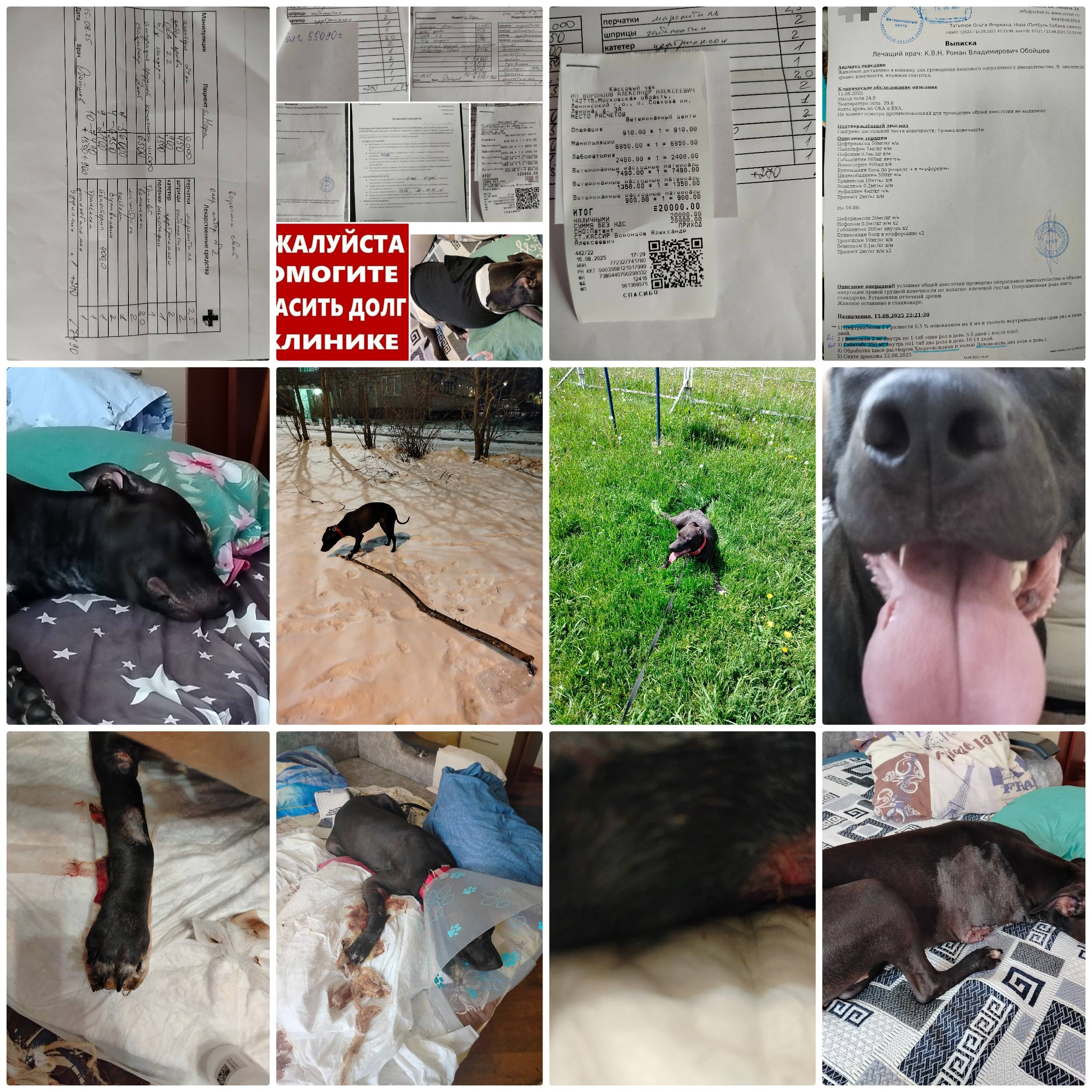Помогите пожалуйста собрать на лечение и закрыть долг перед вет. клиникой