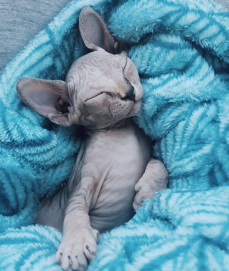 помогите купить мою мечту-котёнка сфинкс