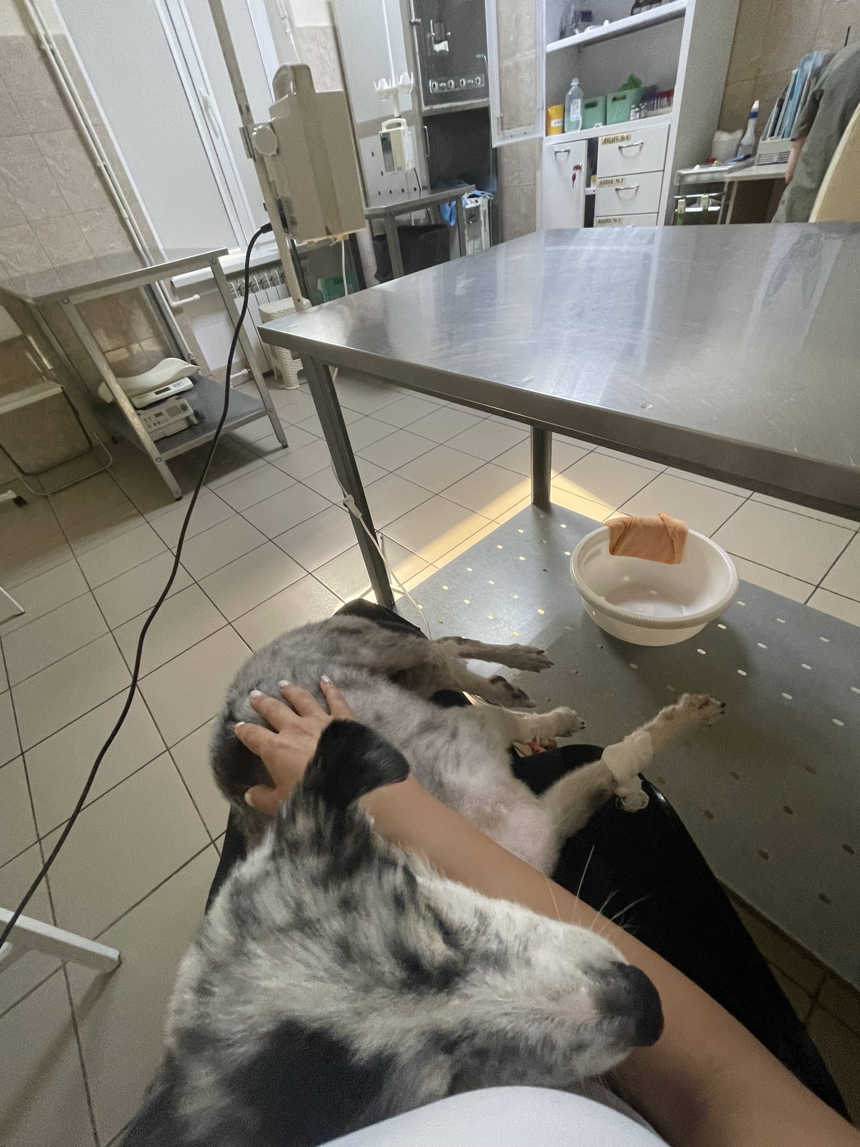 Лечение собаки