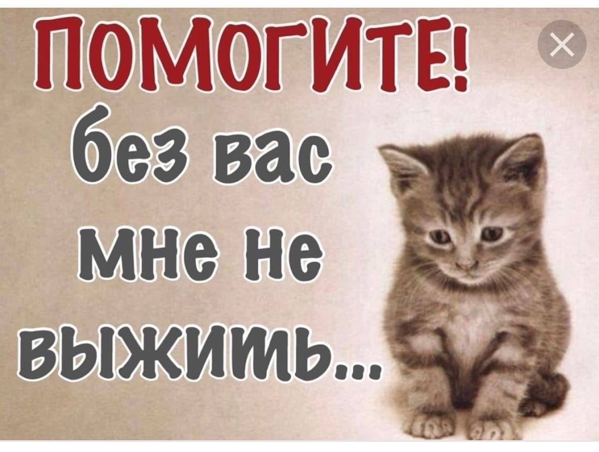 Помогите мне спасти хоть часть бездомных животных