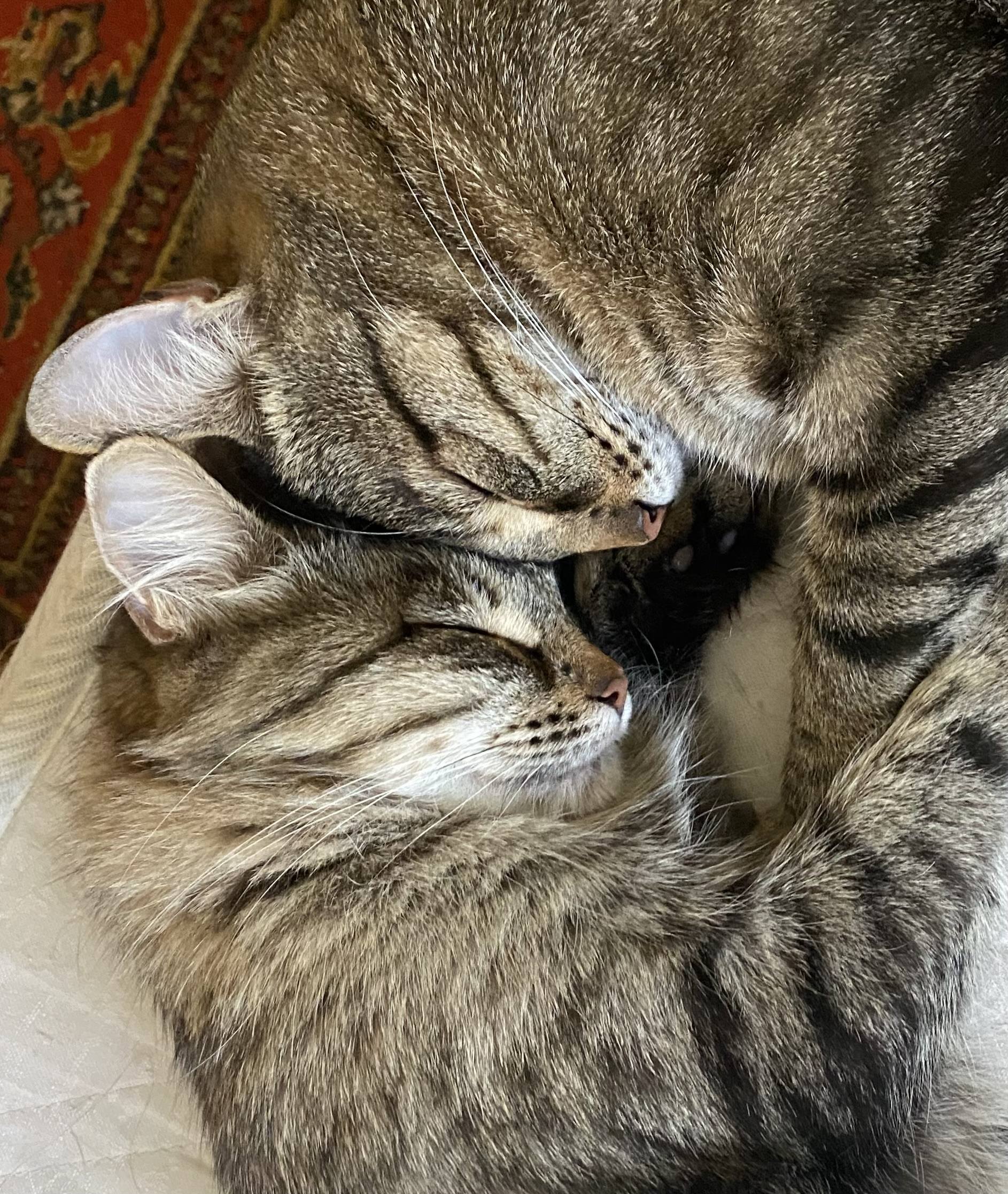 Помогите пожалуйста корм купить для двух котиков!!