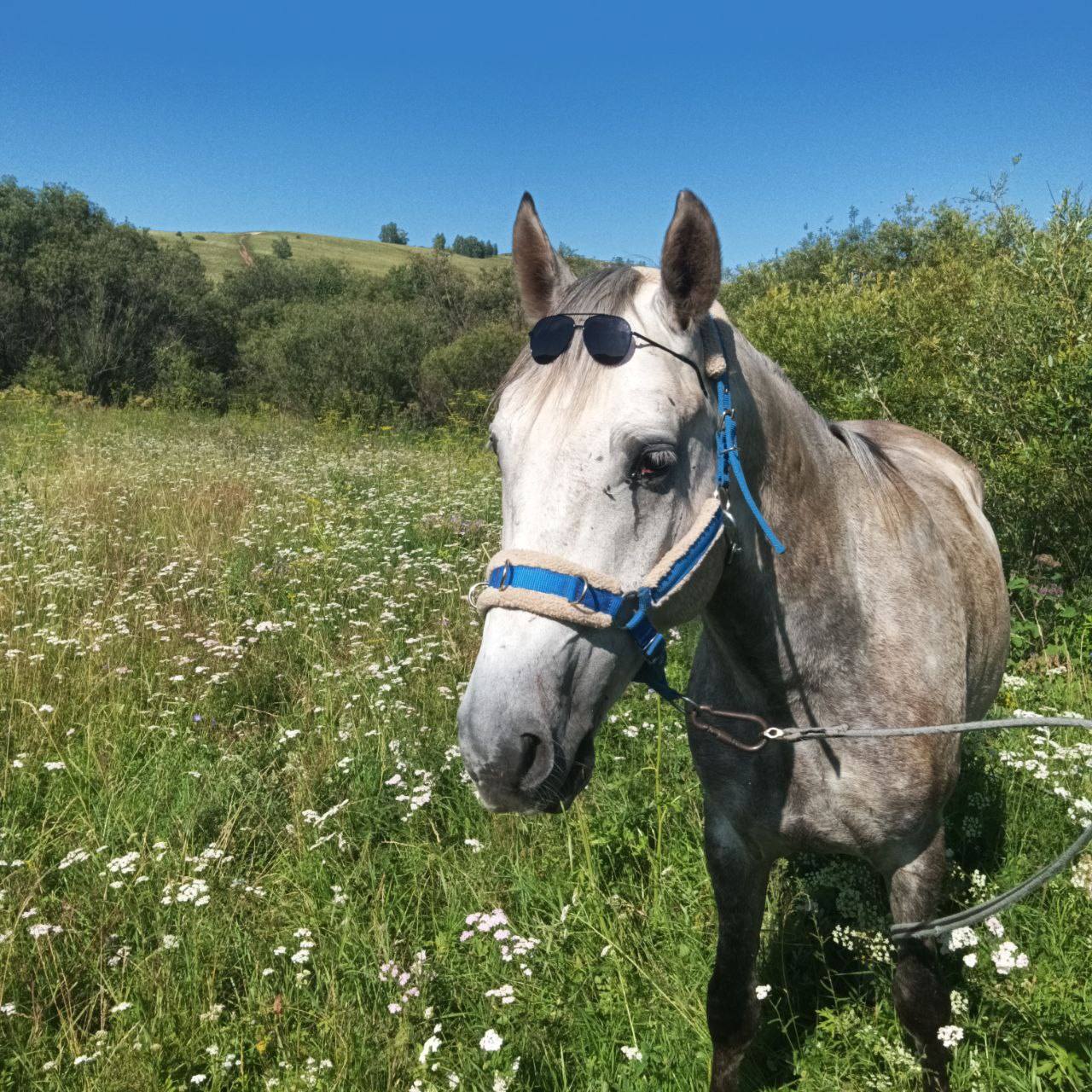 Хочу выкупить своего любимца