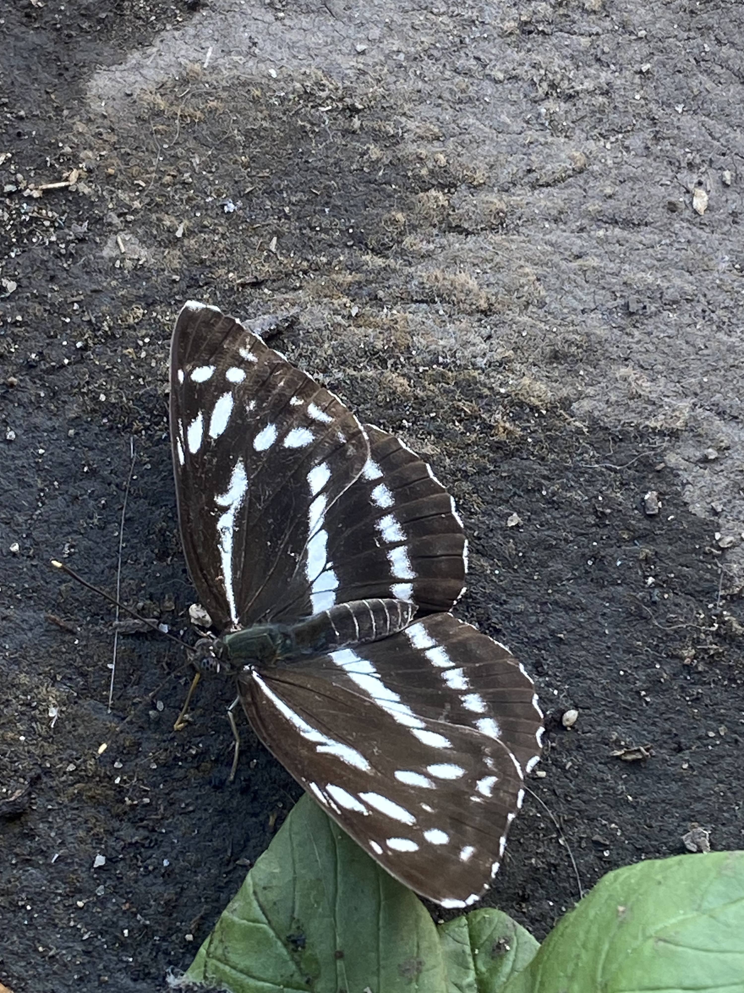 Это и есть моя мечта)