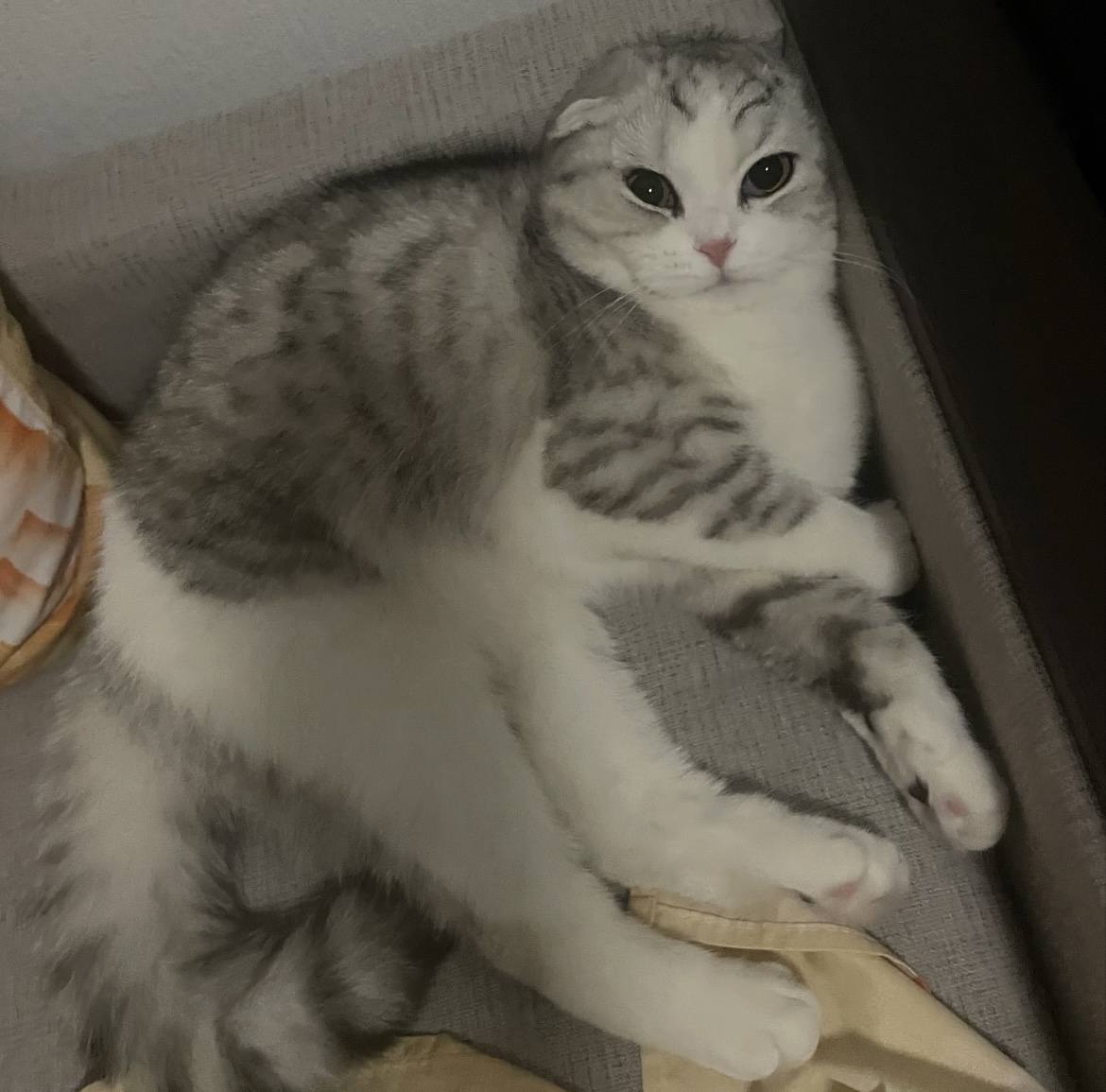 Помогите, пожалуйста, кошечке с лечением