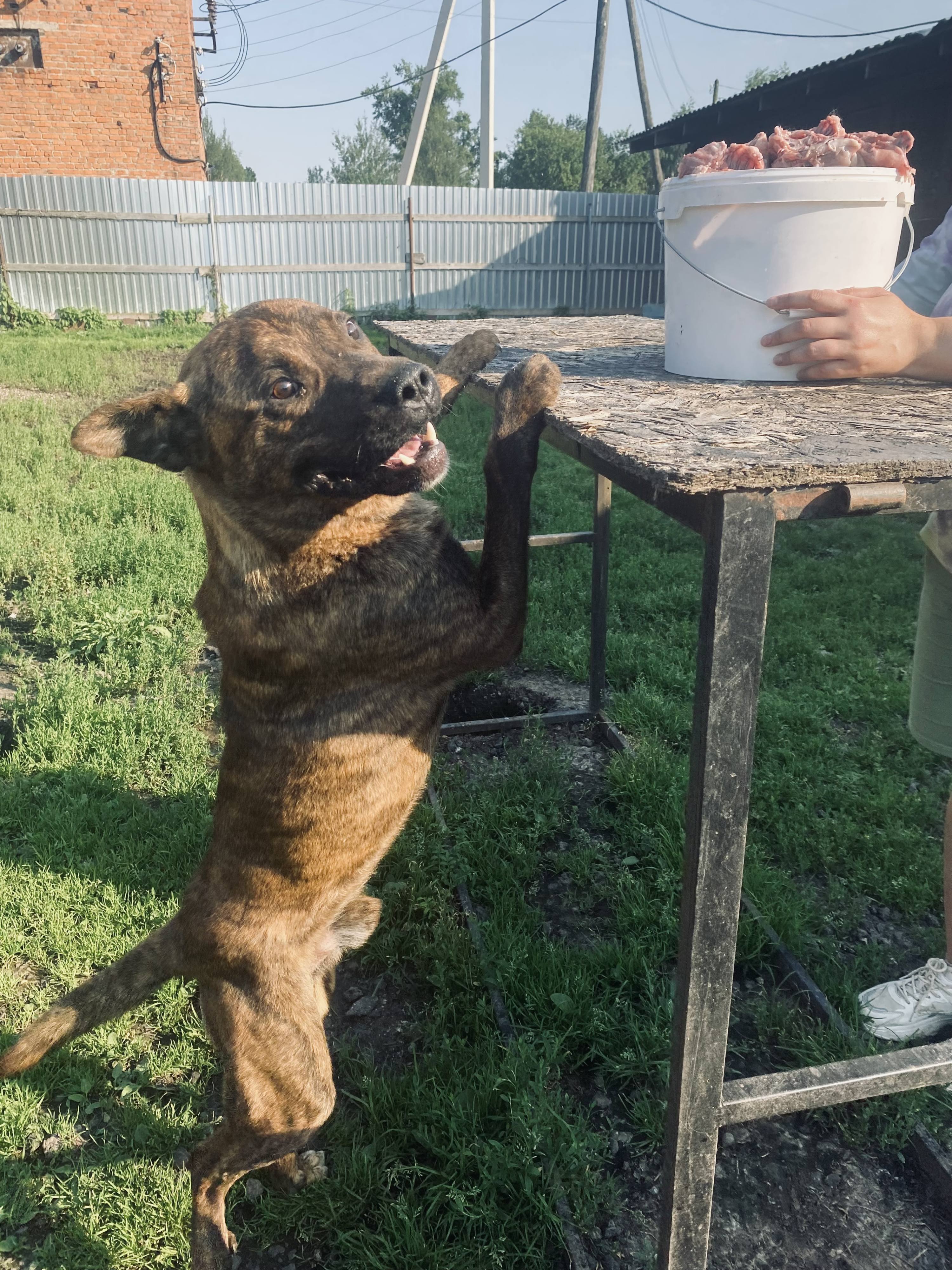 Приют «Наши Лапки» просит о помощи