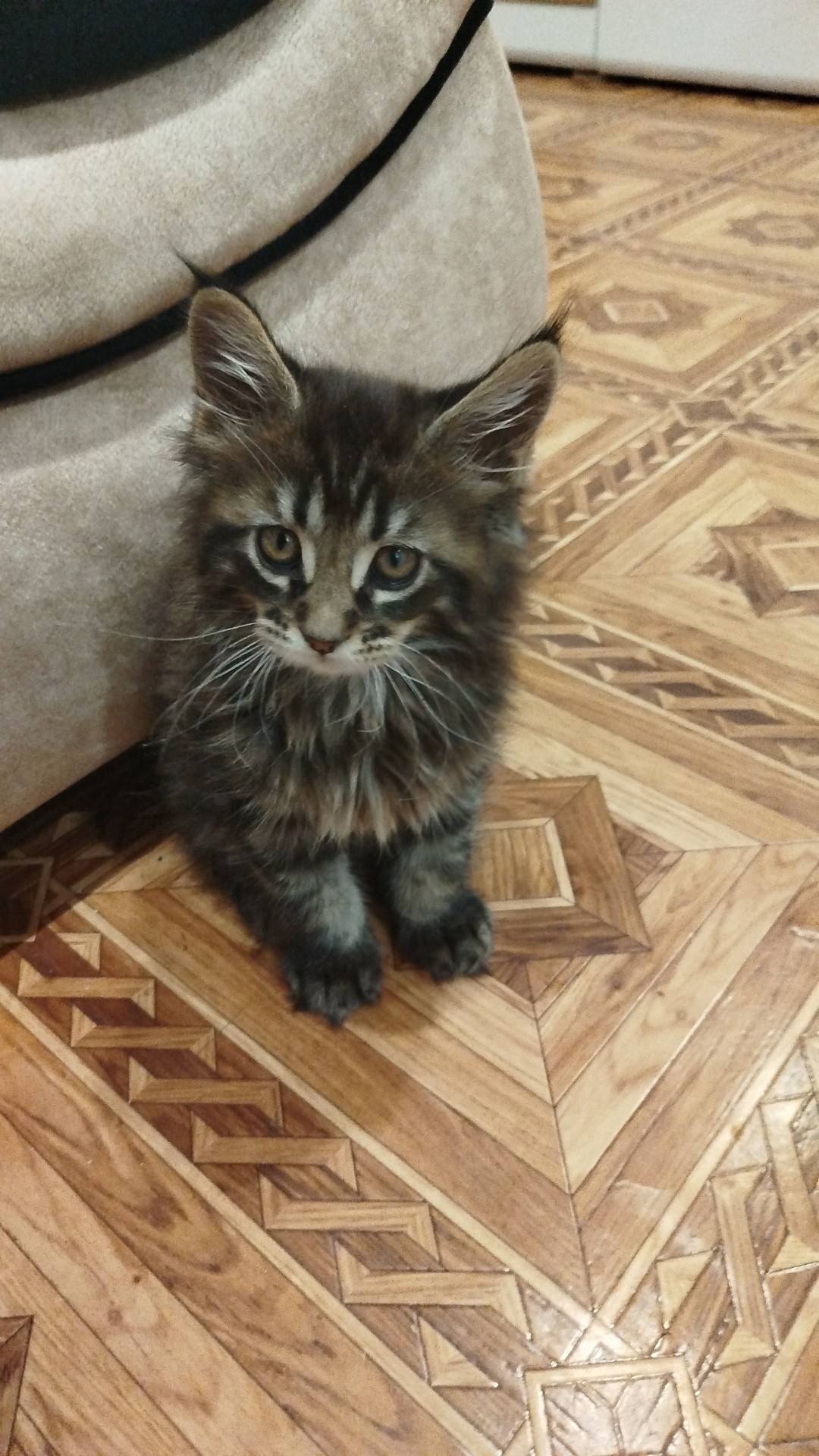 Нашли котёнка