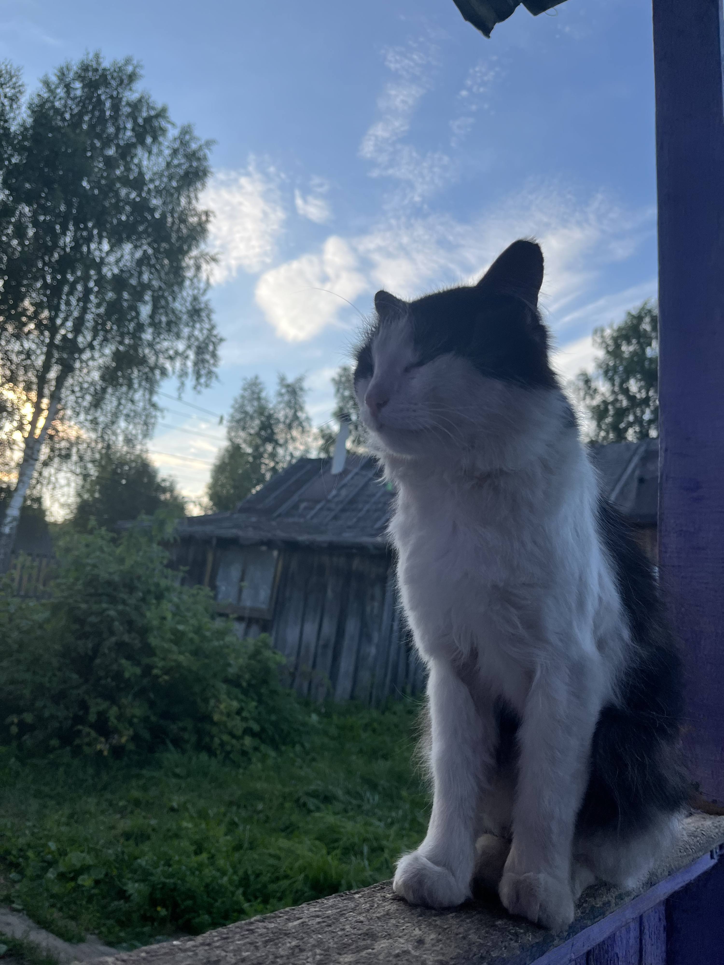 Помогите пожалуйста мы содержим около 200 собак