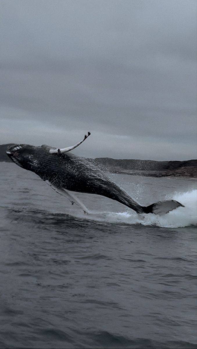 Мечтаю побывать в Териберке и увидеть китов 🥺