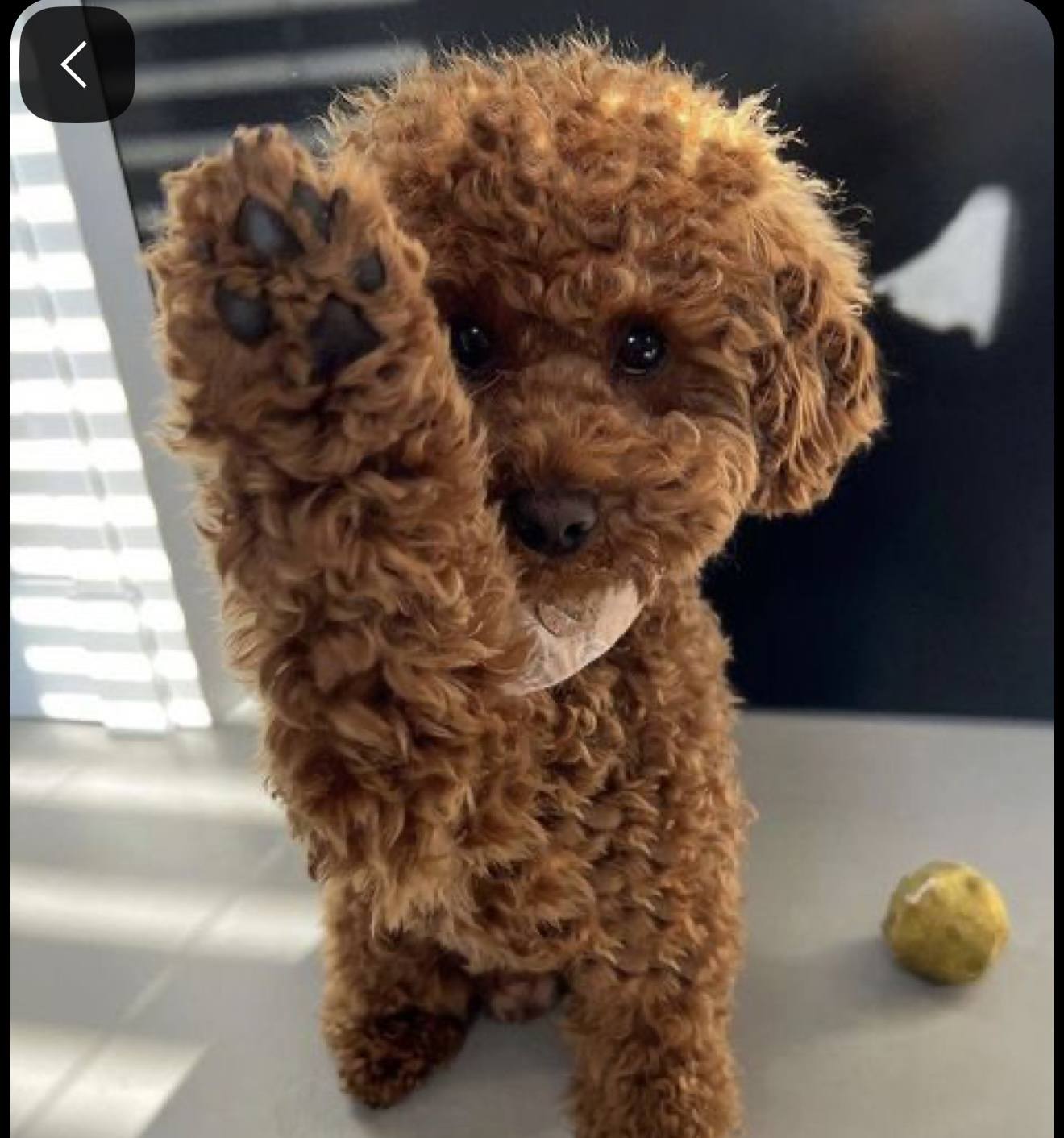 Помогите купить собачку(той пуделя)