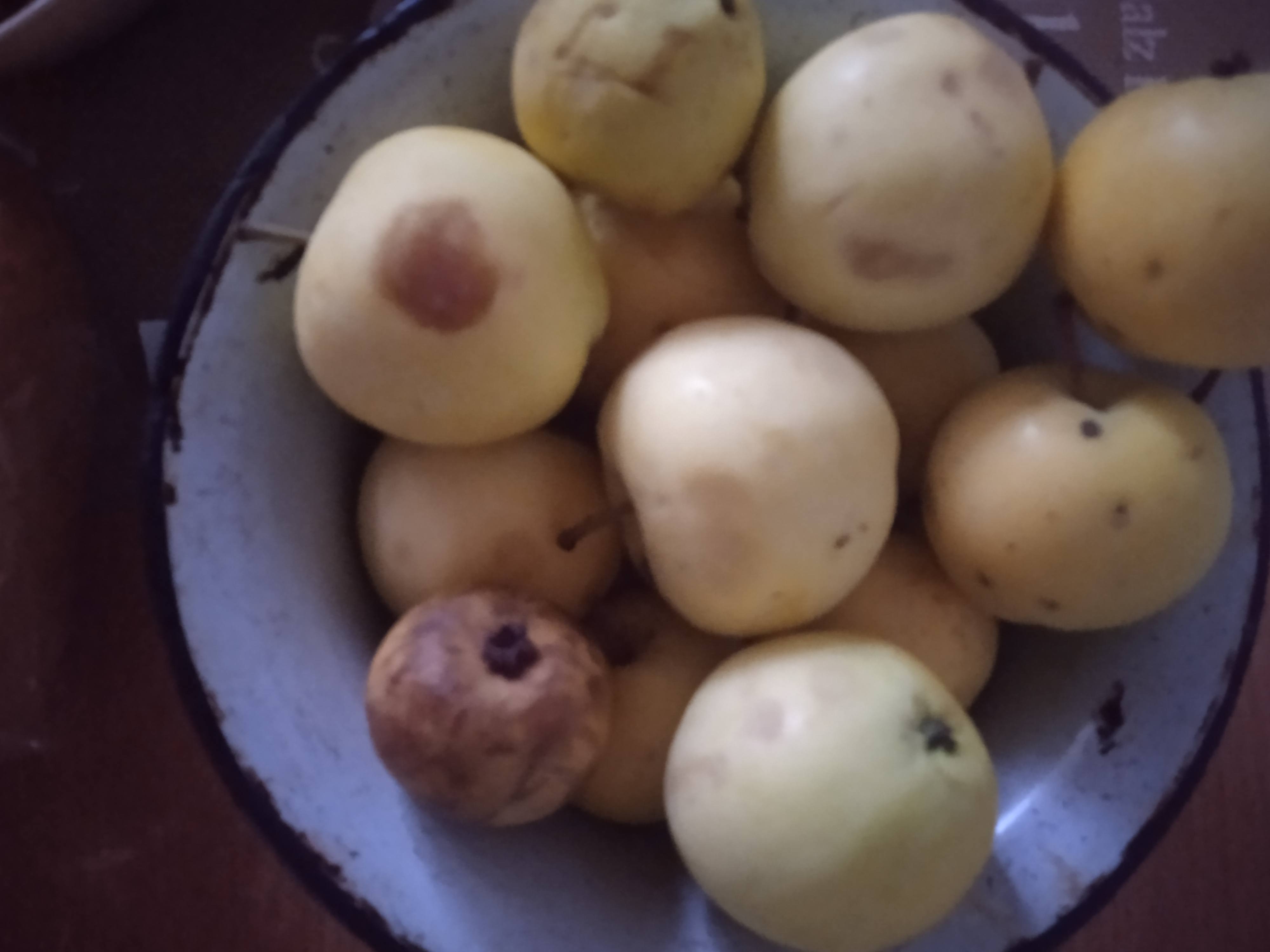 Купить бы сахар, на компот, портятся яблоки😢