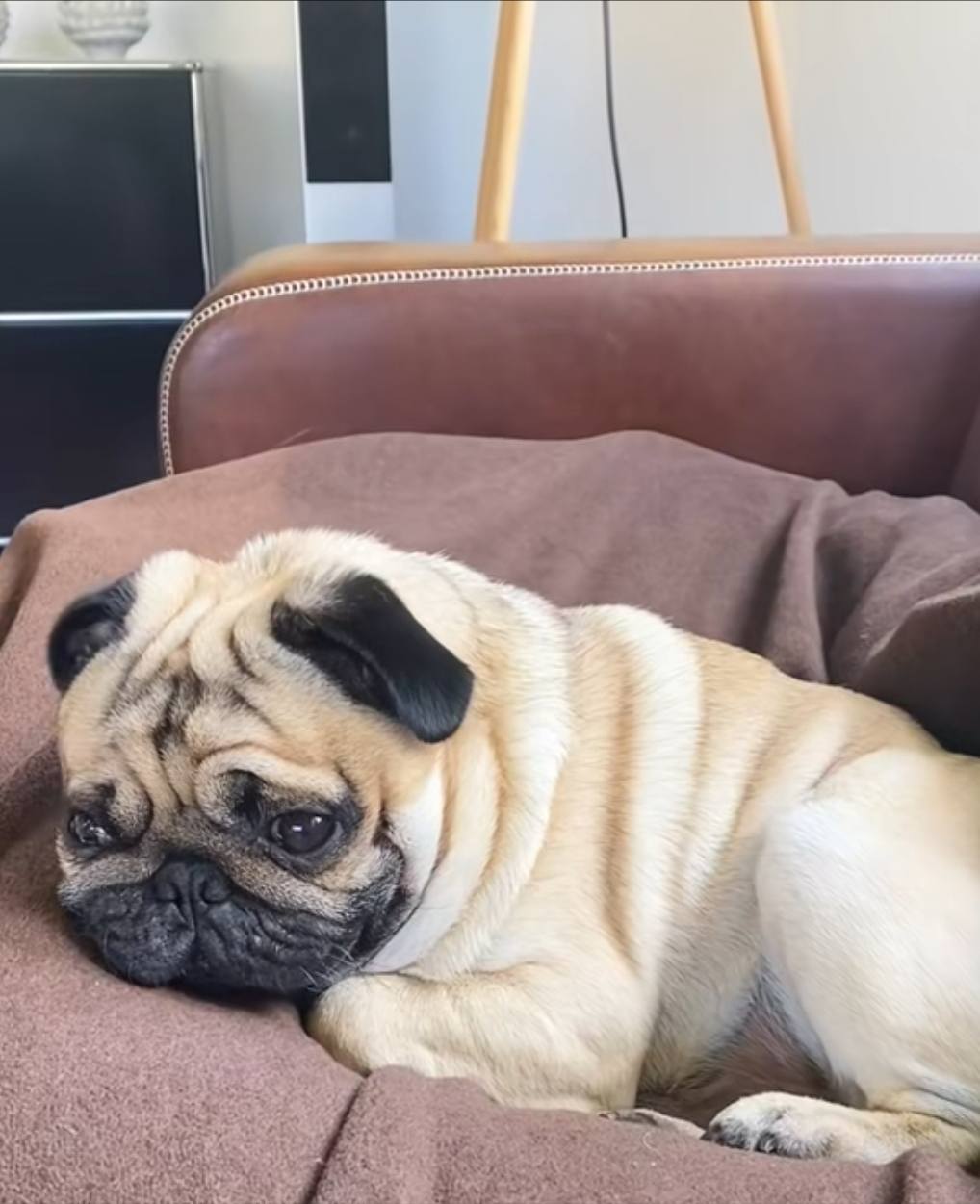 Помогите накопить на собаку ребёнку