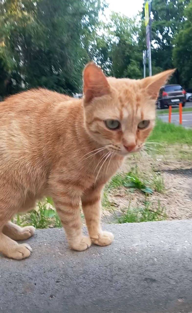 Помогите спасти брошенную кошечку!