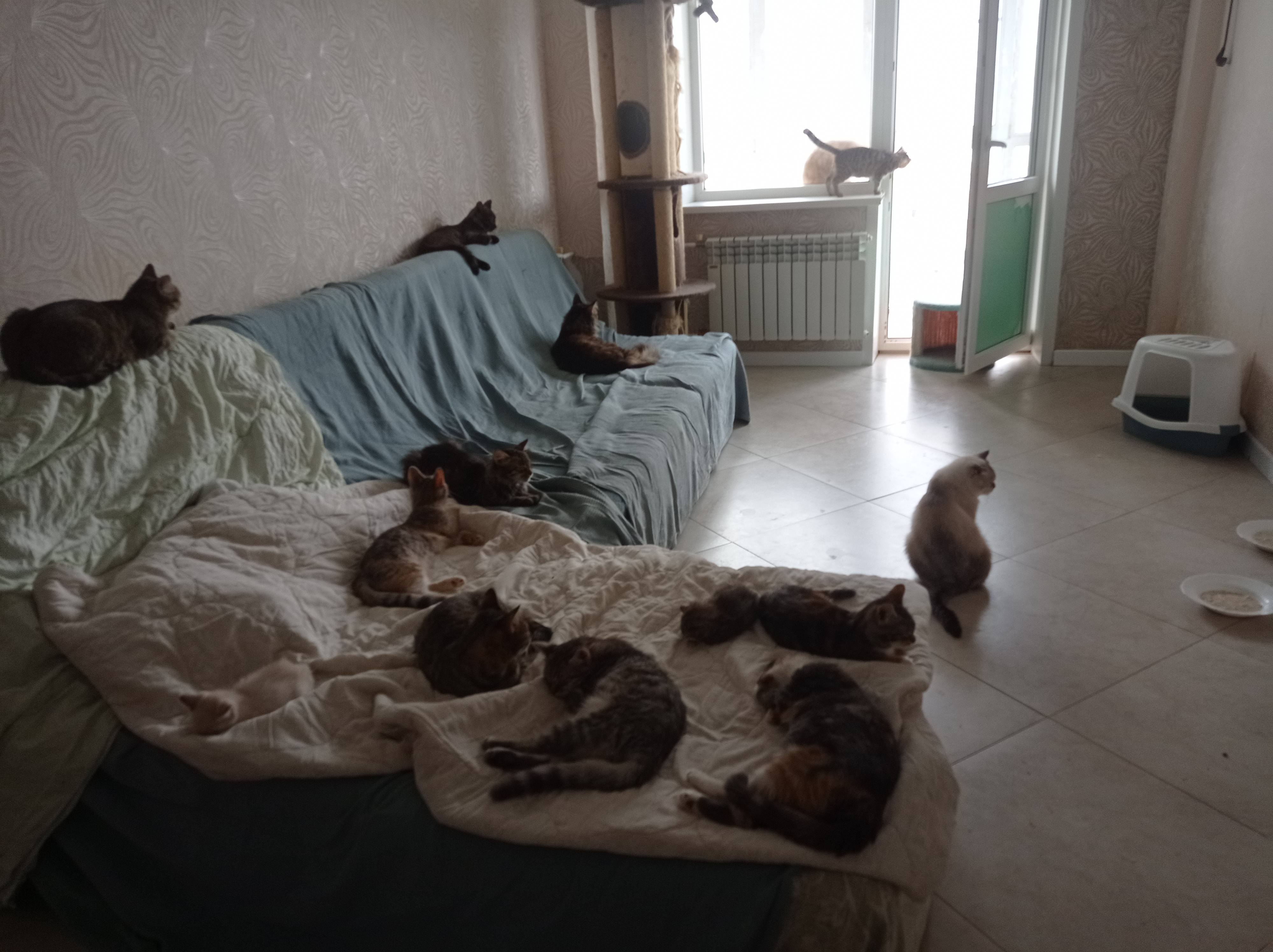 помогите оплатить лечение животных и на корм