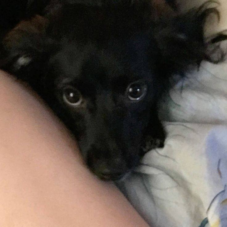 Оплатить лечение моей собаке