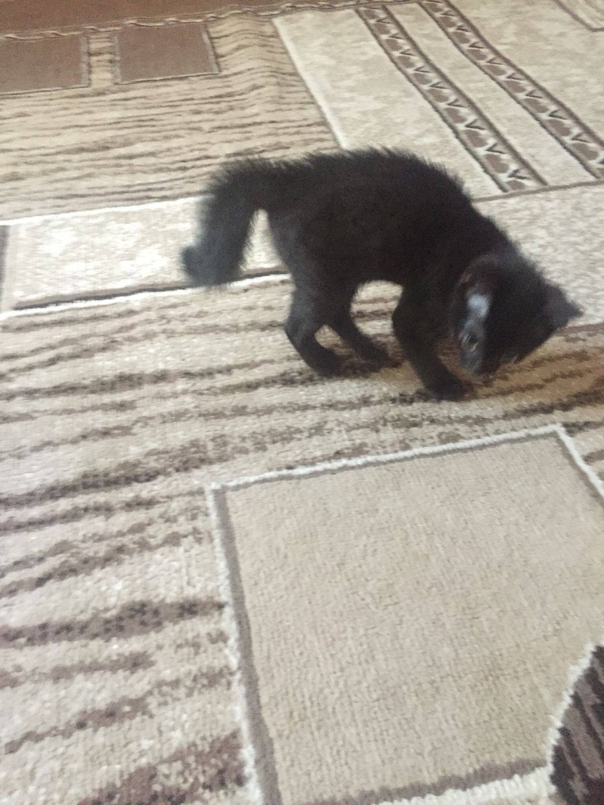 Помогите пожалуйста котенку