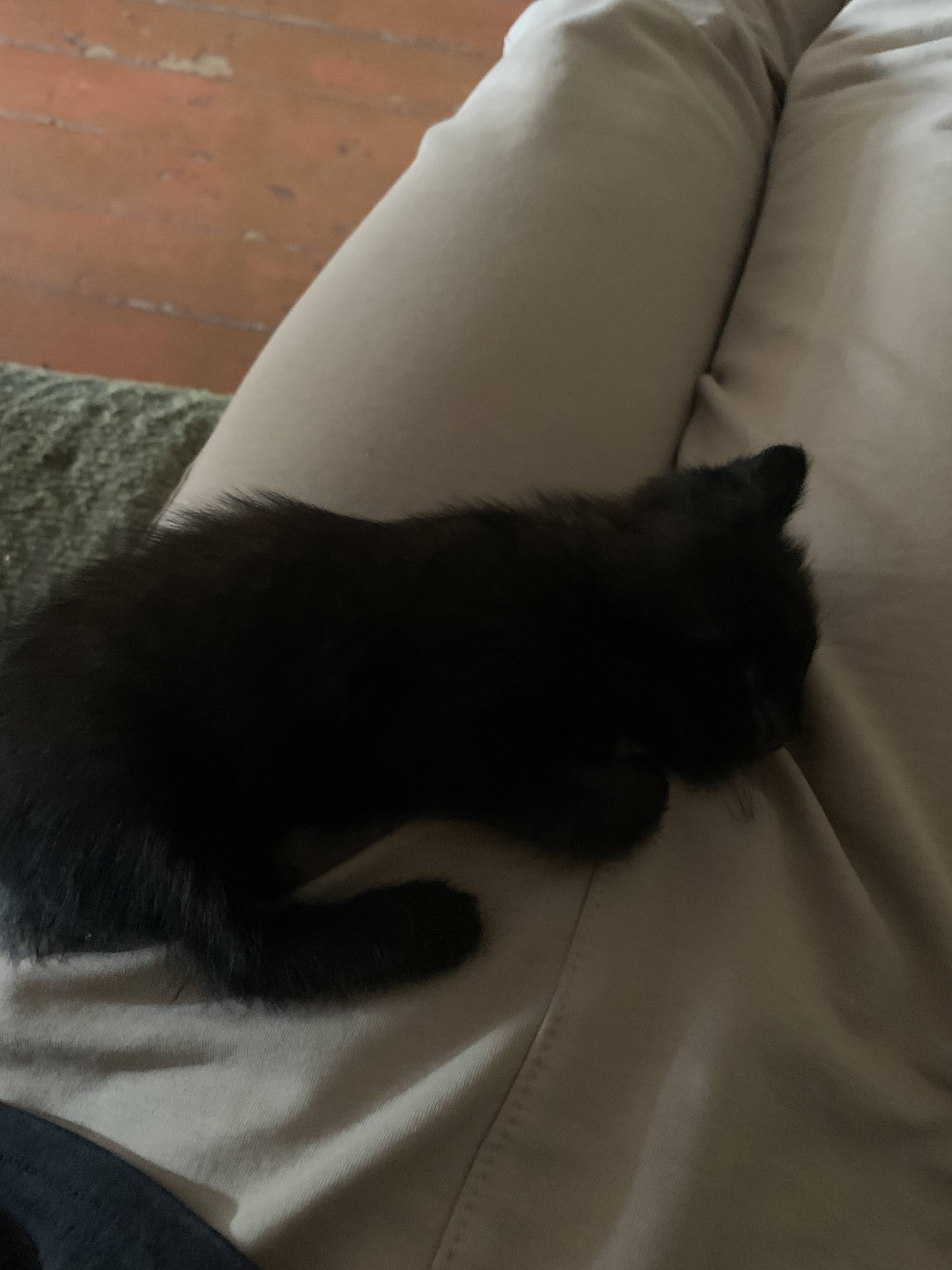 Помогите пожалуйста деньги нужны на операцию кота.