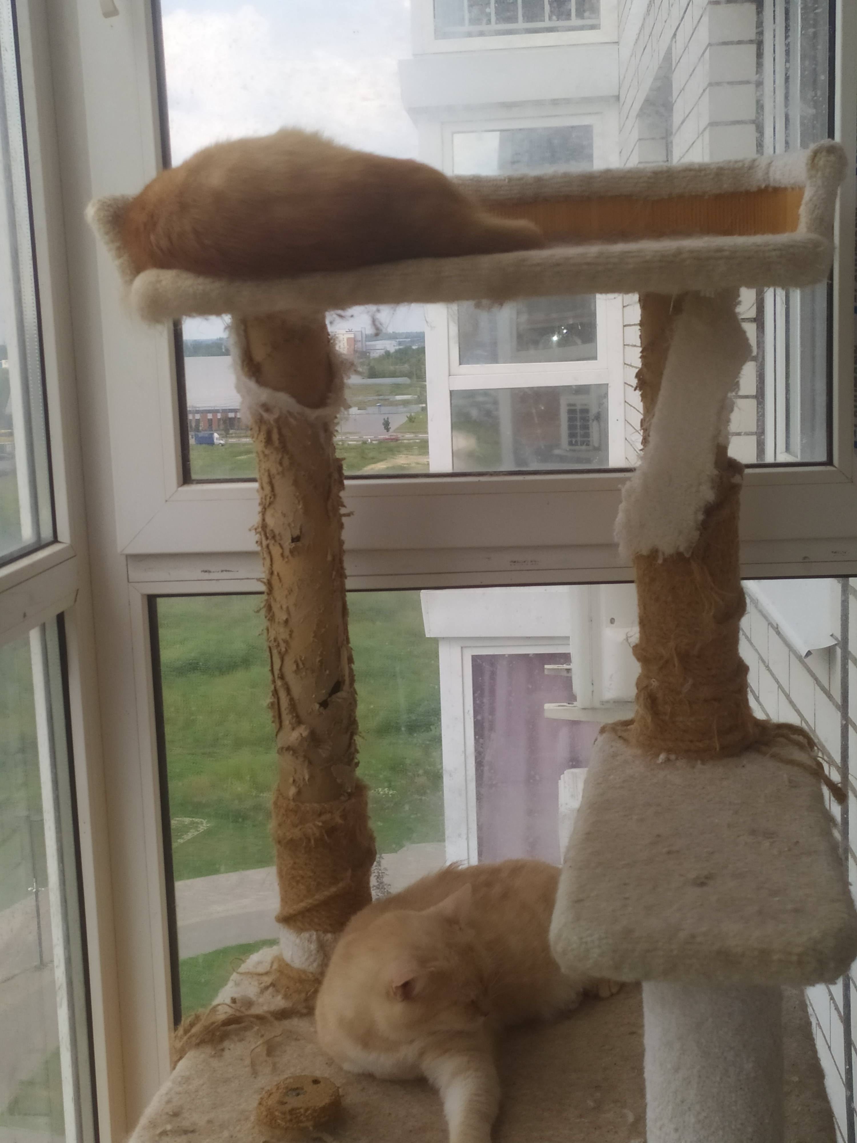 Помогите приобрести новое дерево когтеточку