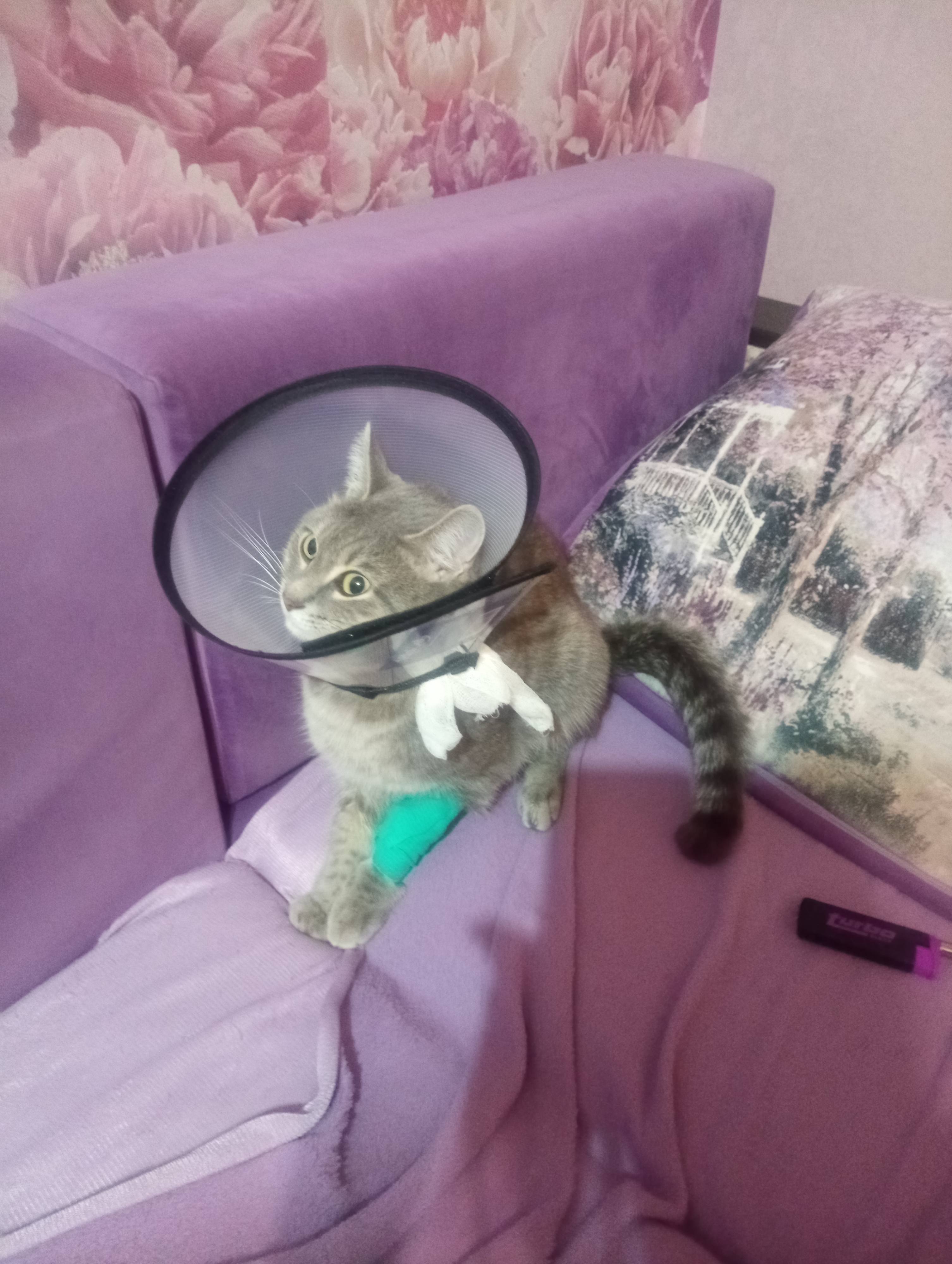 Помогите на лечение кота