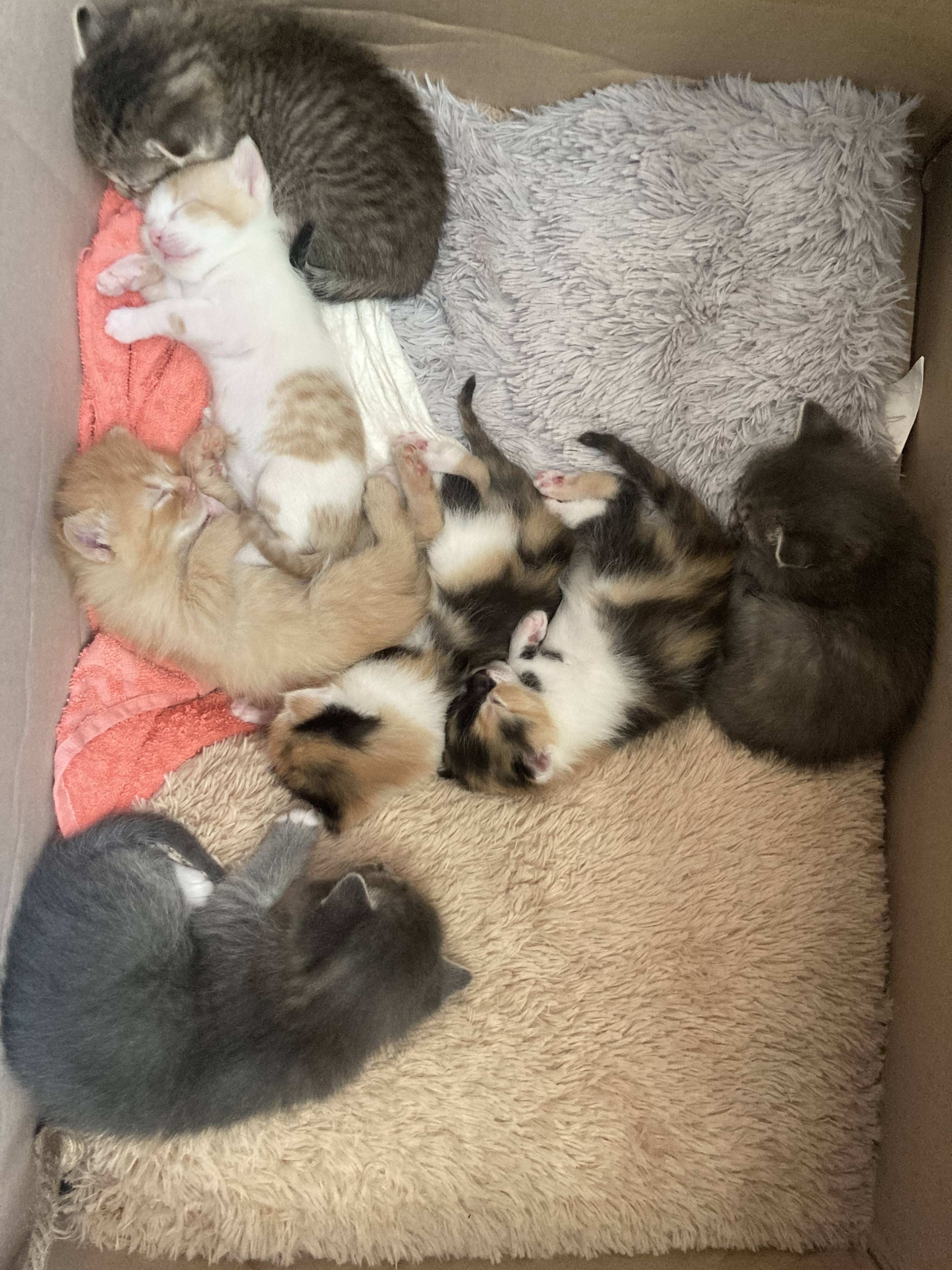 Помогите прокормить котиков