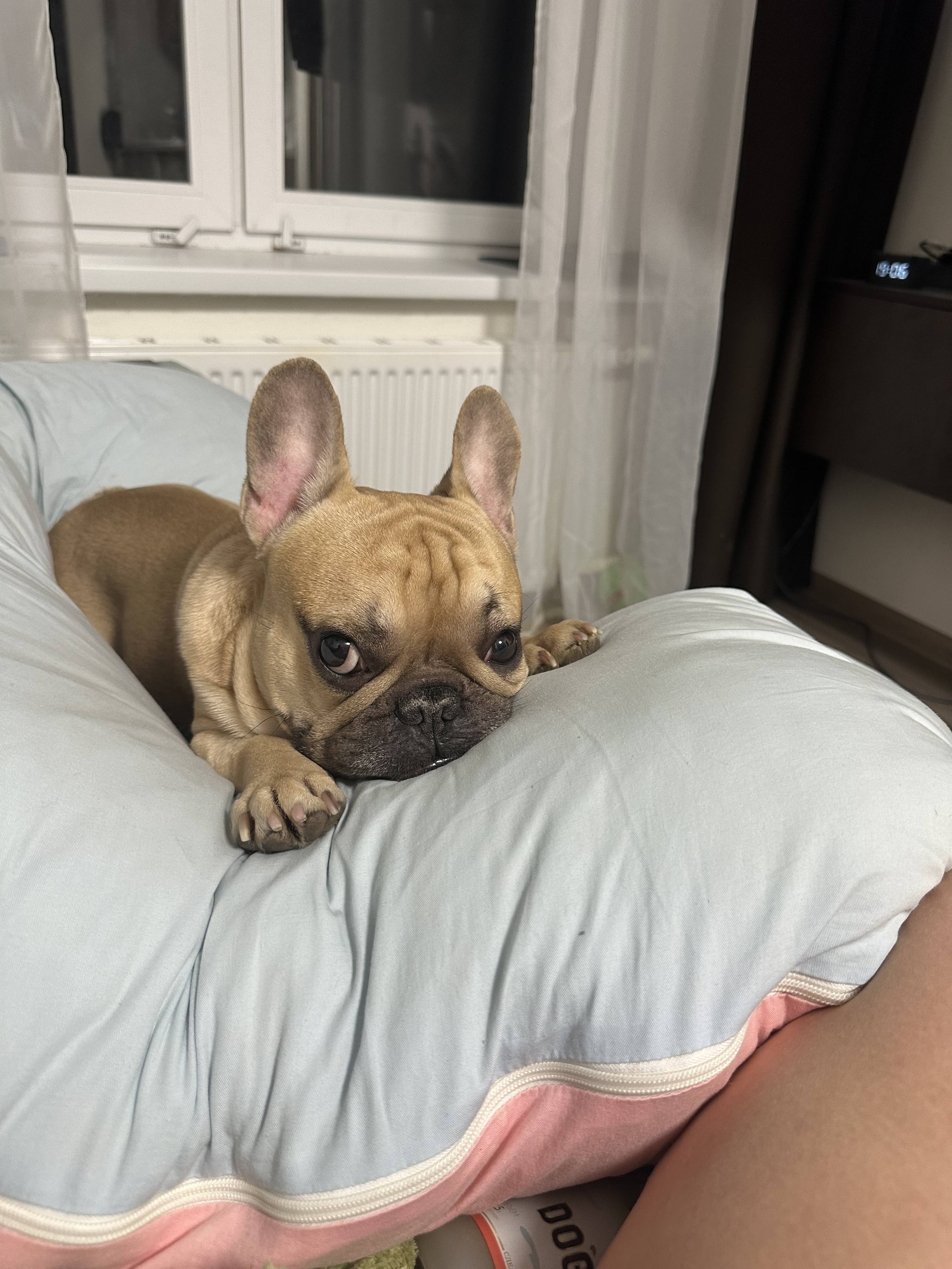 Помоги закрыть долг за операцию собаке