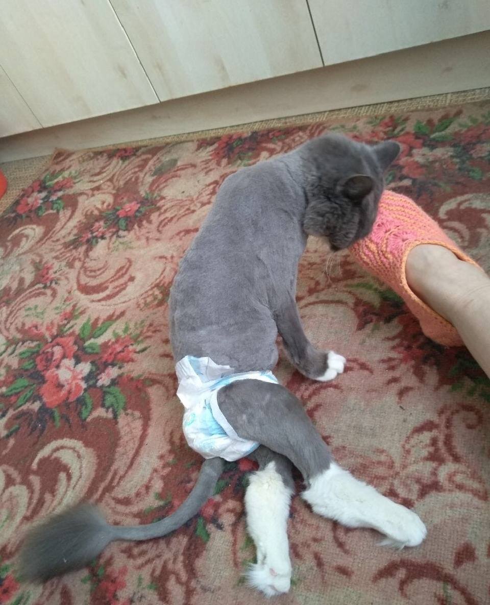 Нужна операция коту , который сломал позвоночник