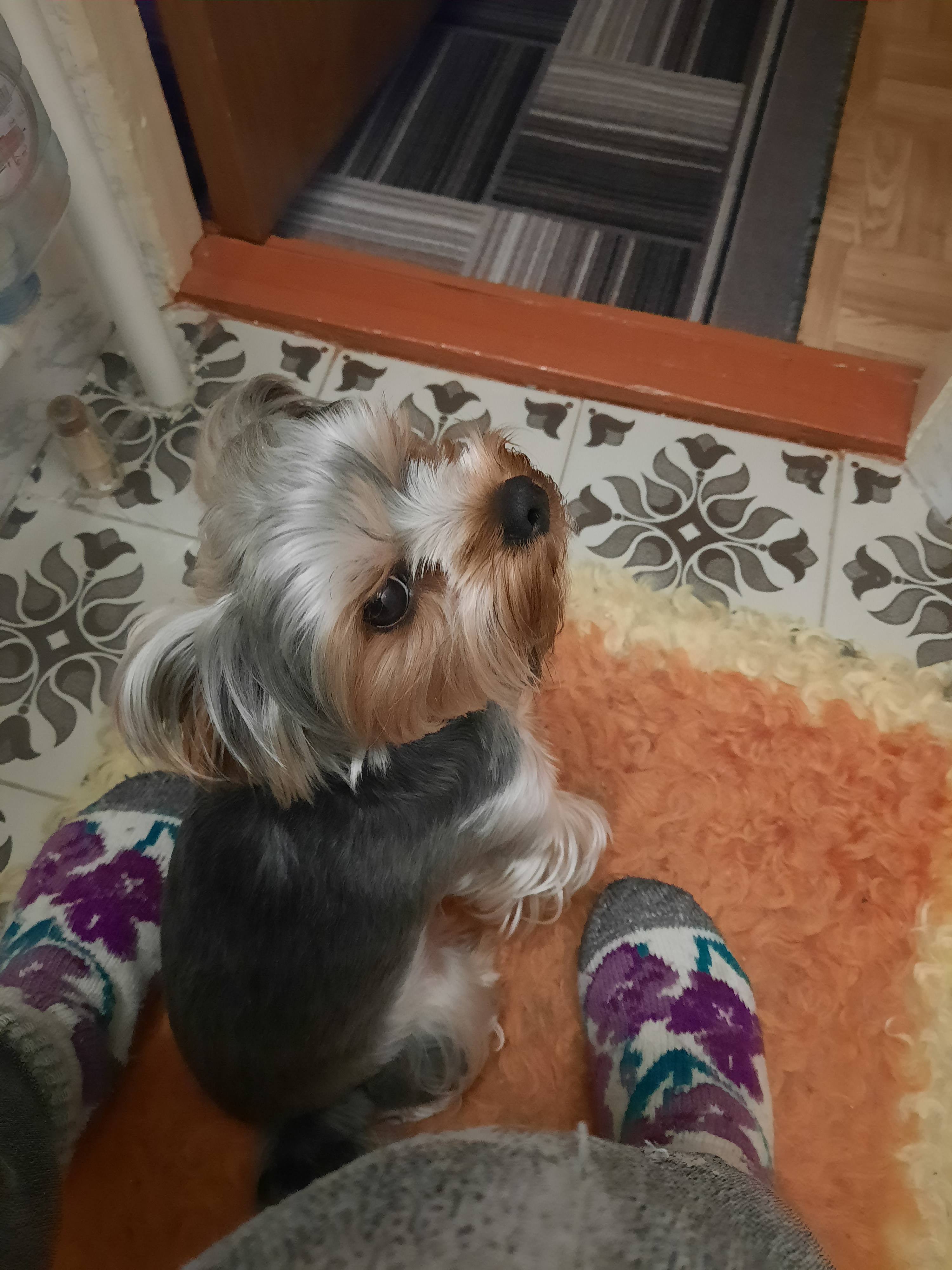 Помощь на операцию пуси