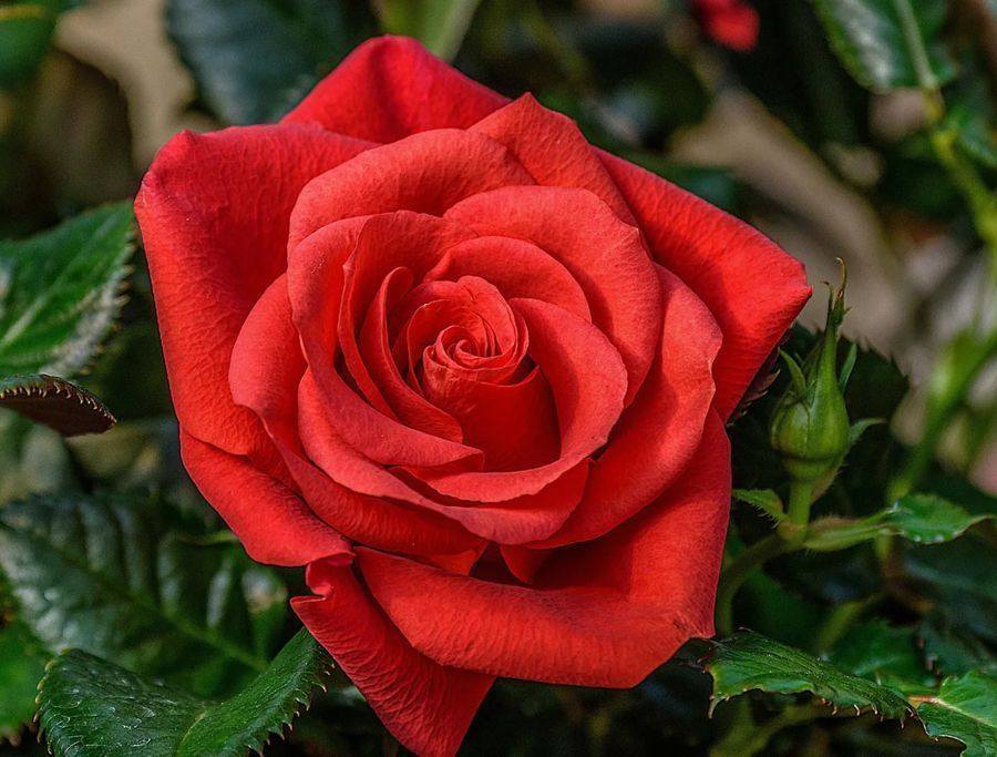 Помогите оплатить кредит