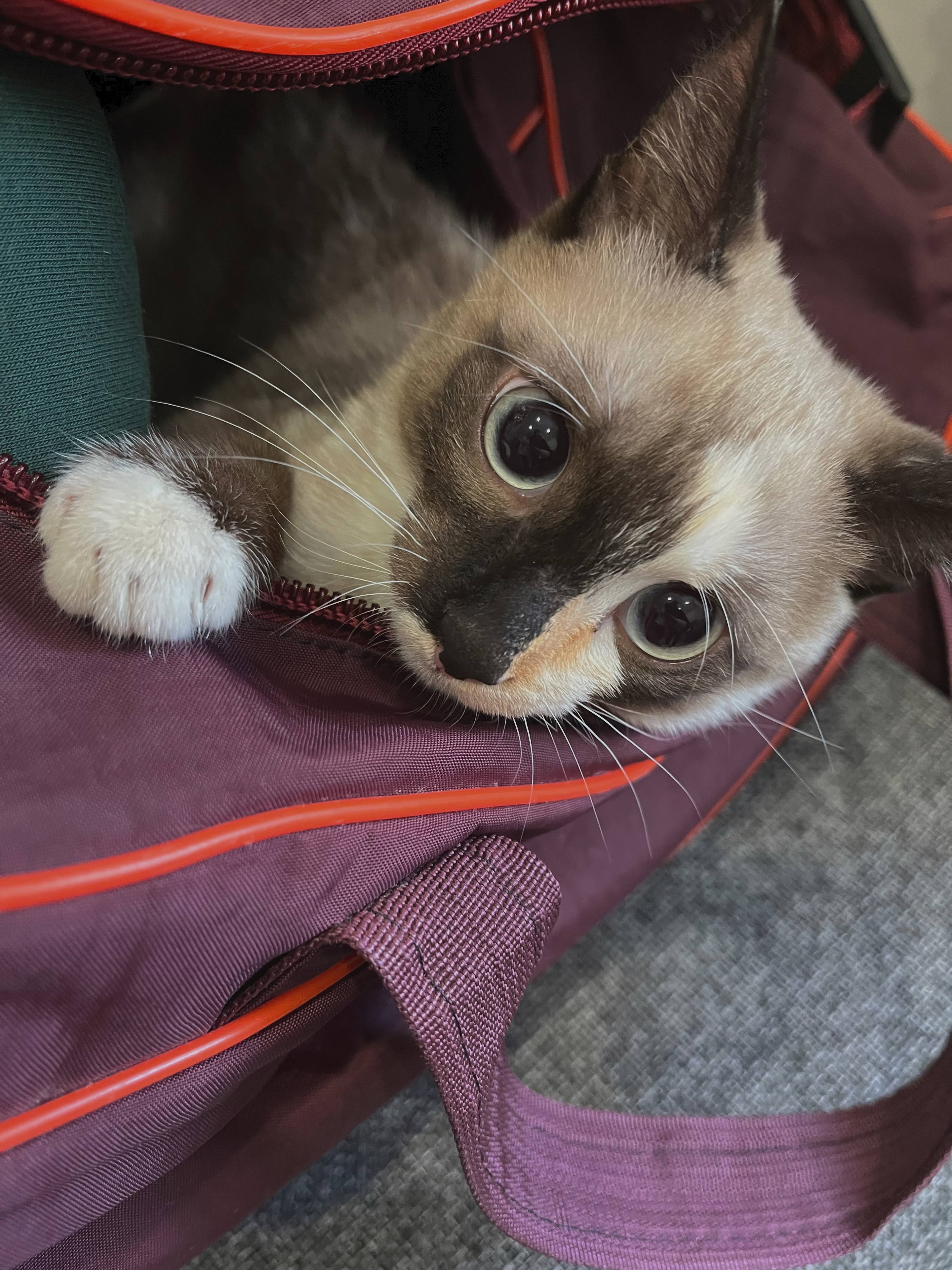 Помогите закрыть кредиты сироте