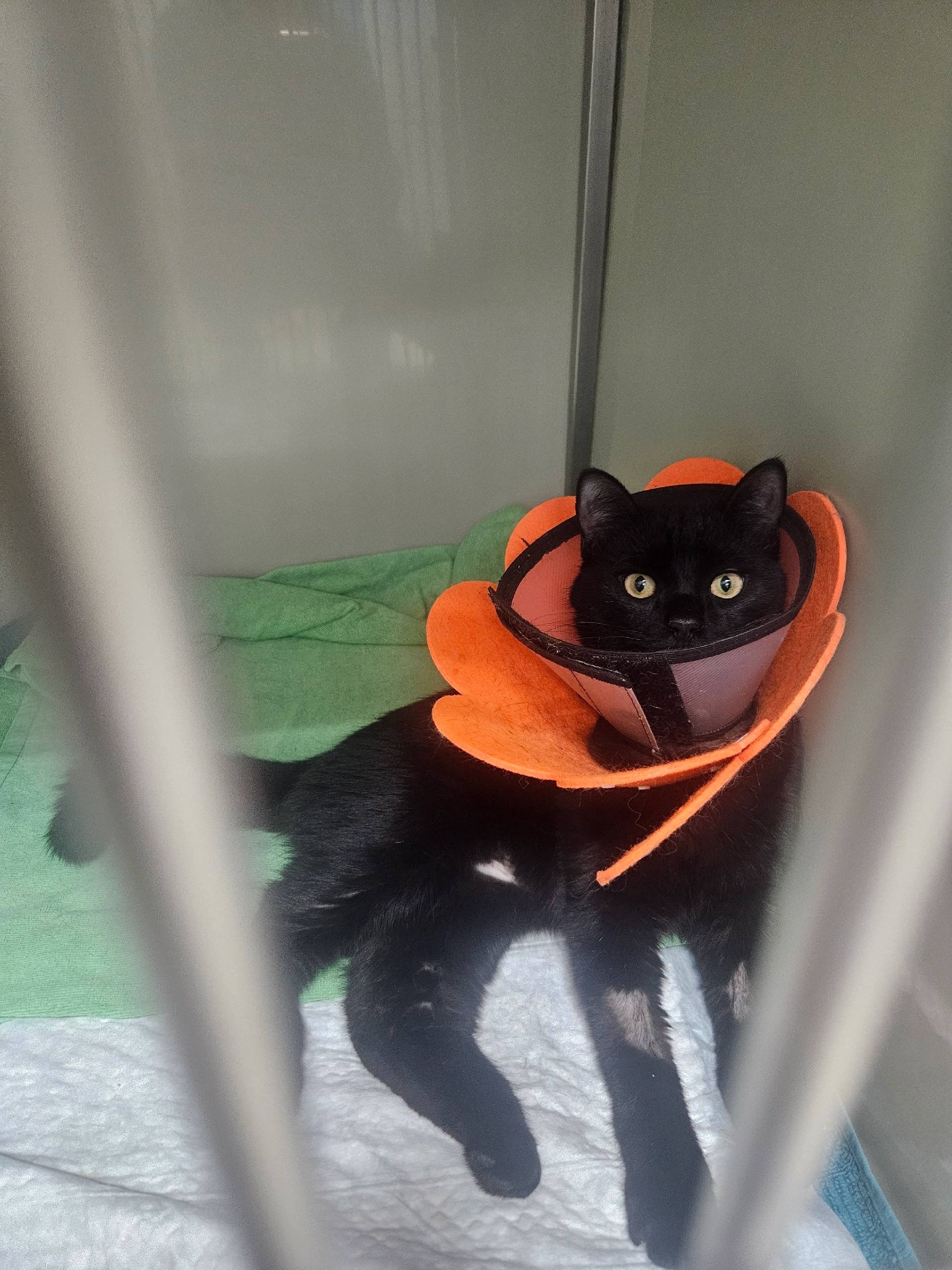 Помощь на спасение кота и покупка лекарств мне.