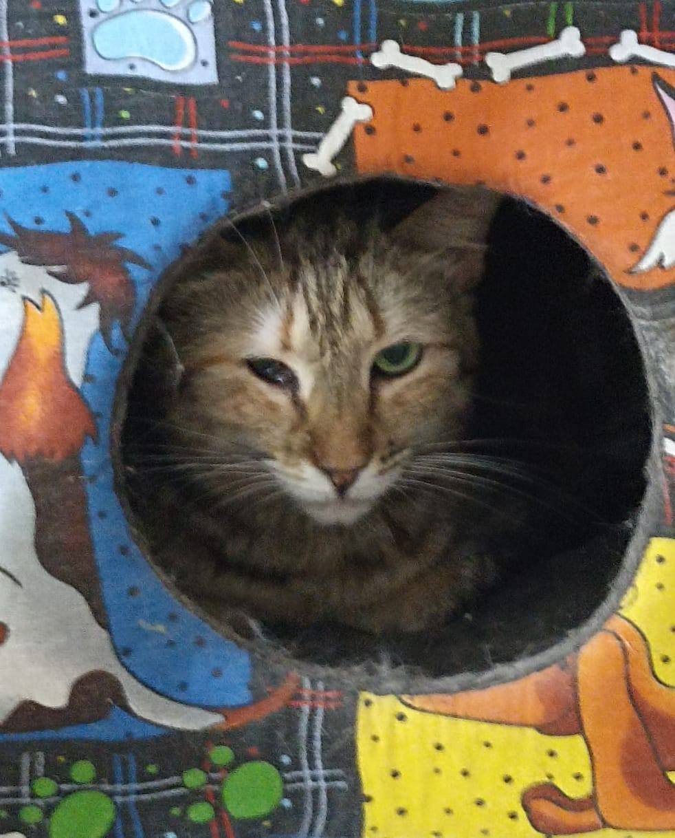 Нужна помощь в содержании приюта и выплате кредита