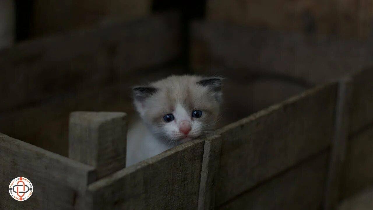 Умоляю о помощи!Нет еды,еще кончатся запасы смеси